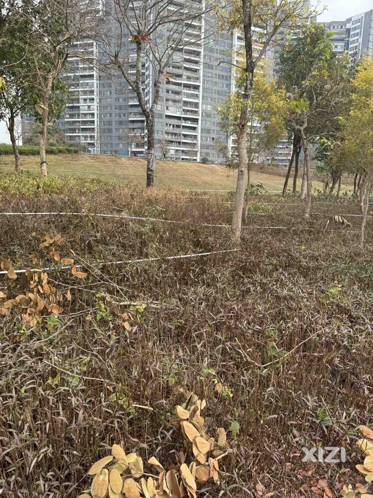 公园浇水喷灌设计，把整个公园分割成两米一个的小格子
