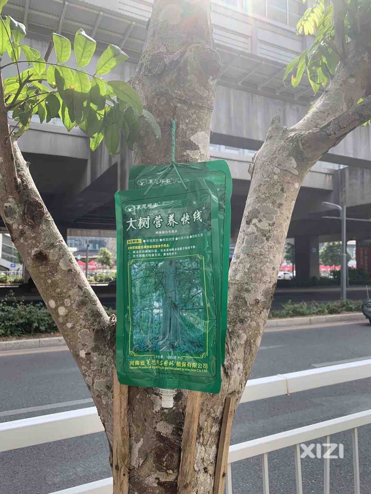 有点意思！树木也有营