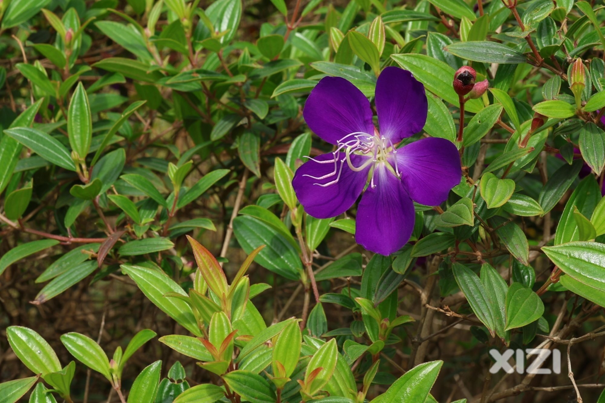 鹅城赏花