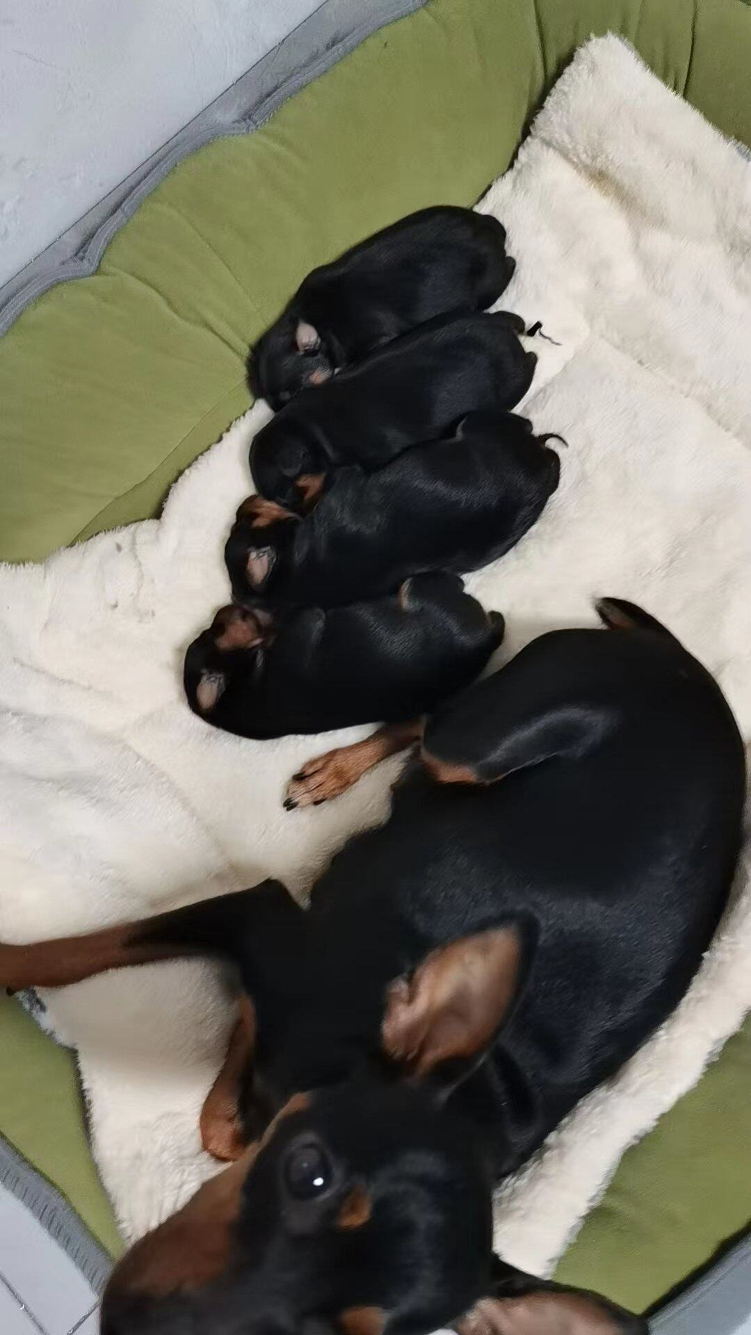 家里的小鹿犬龙年喜得