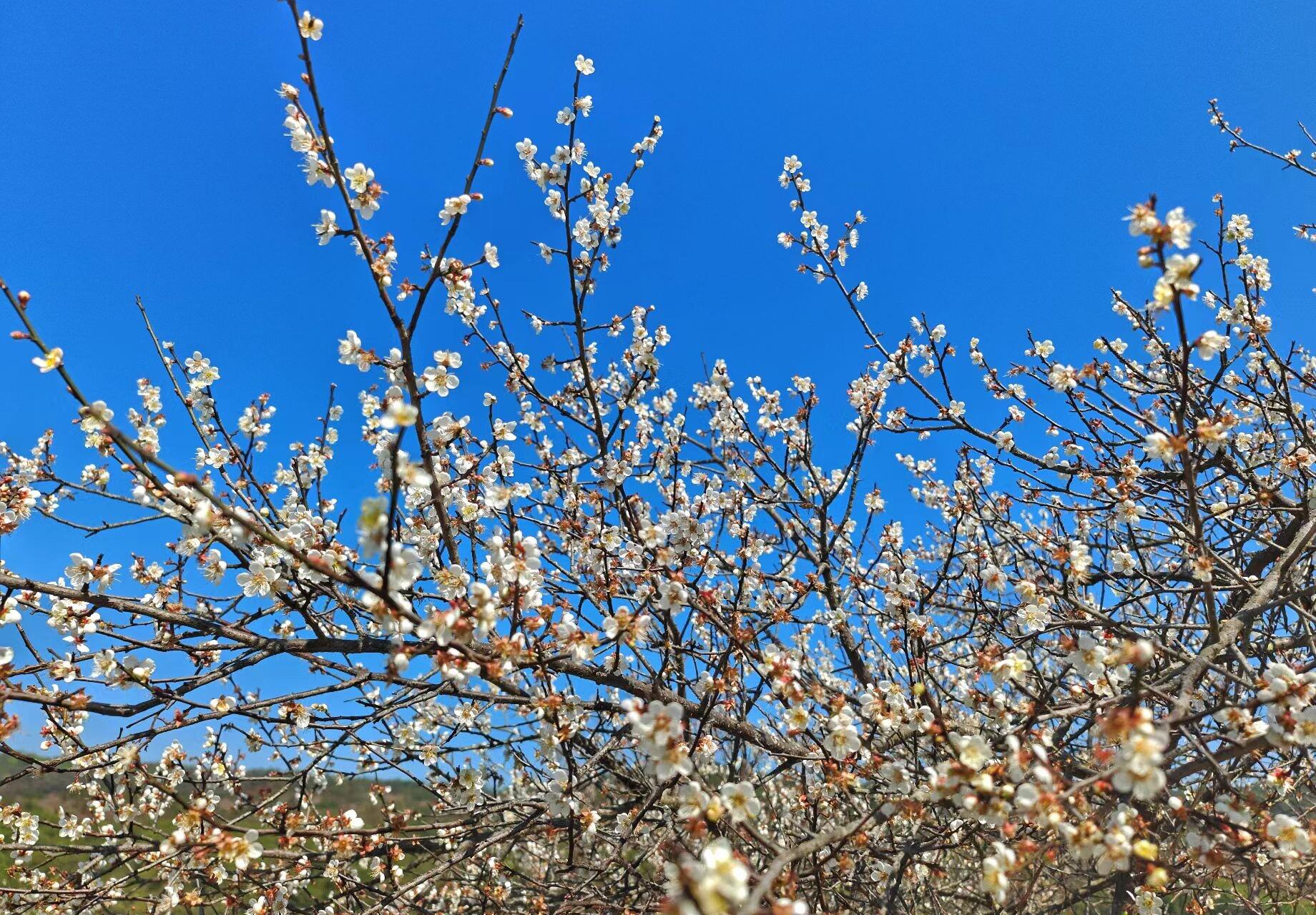 红花湖：犹有花枝俏