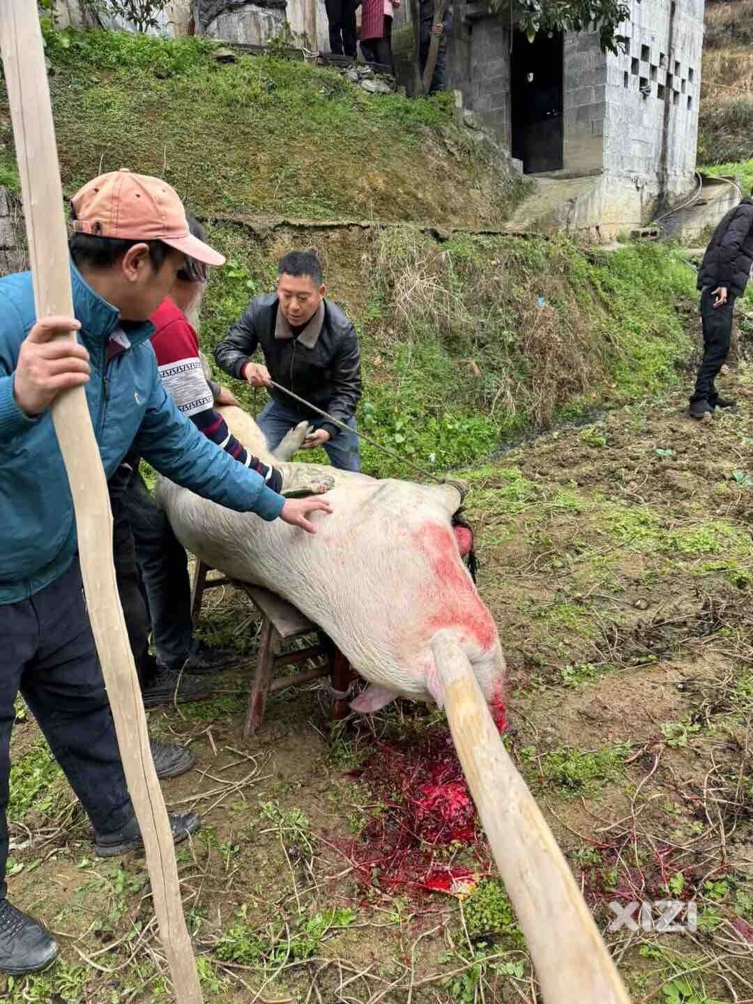 炆全猪