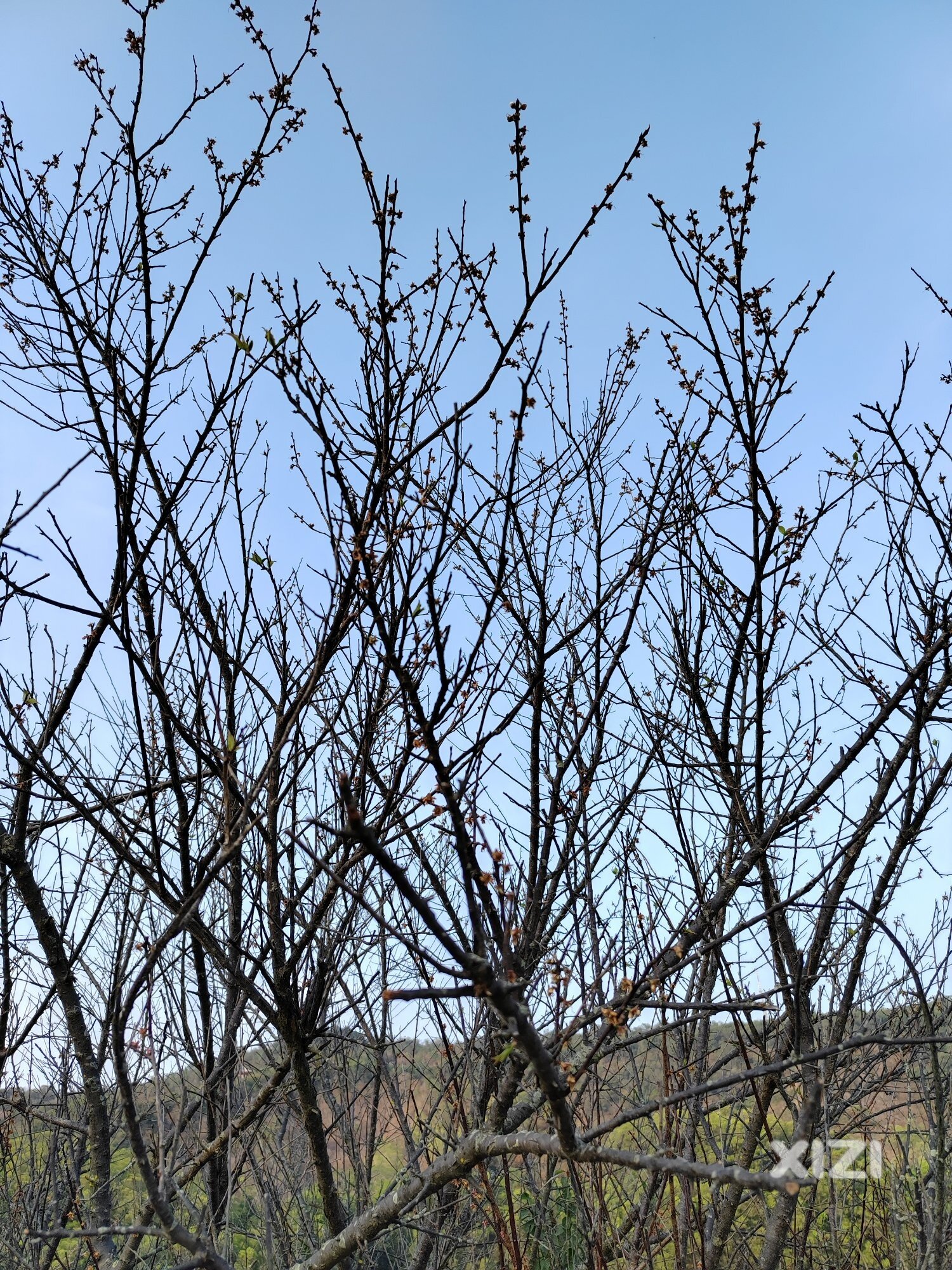 红花湖的桃园桃花已经看不到了