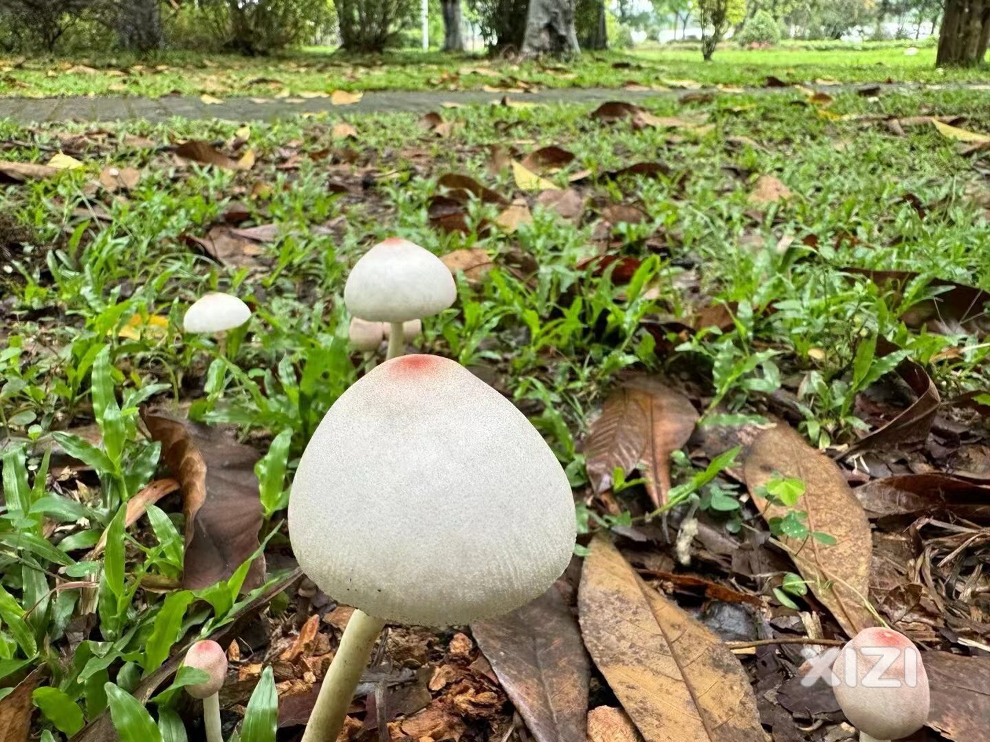 山上这种蘑菇能吃吗？
