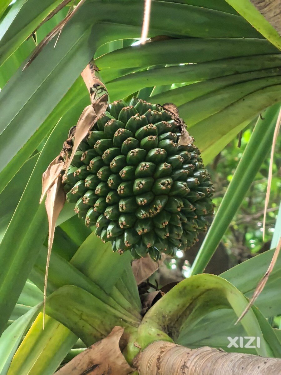 这玩意能不能吃