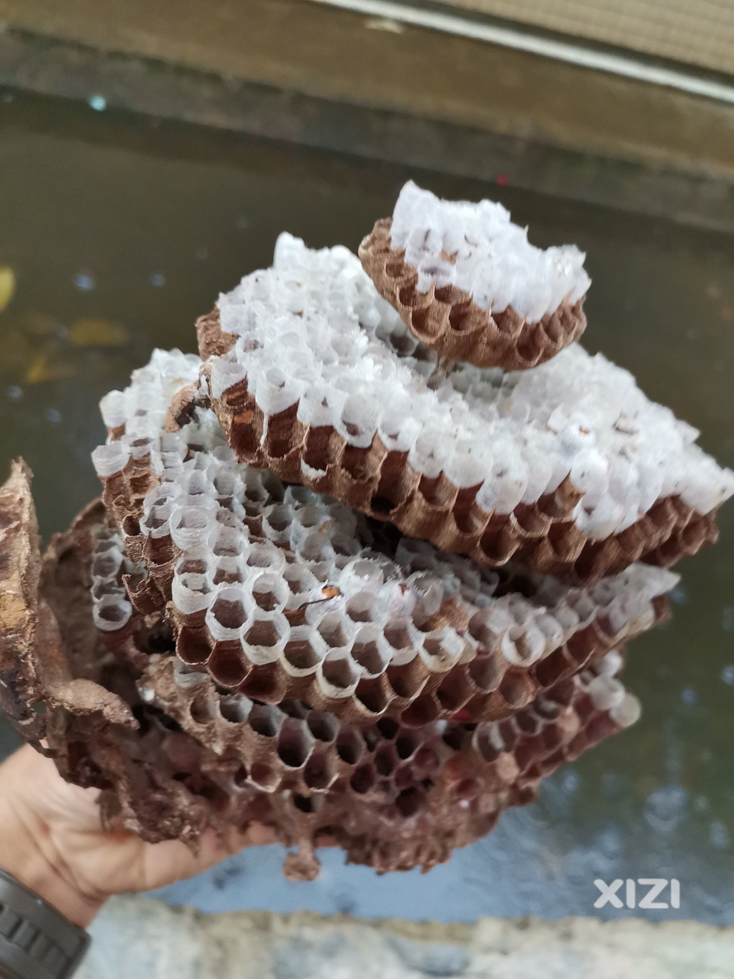 弄掉一个小道上的蜂窝