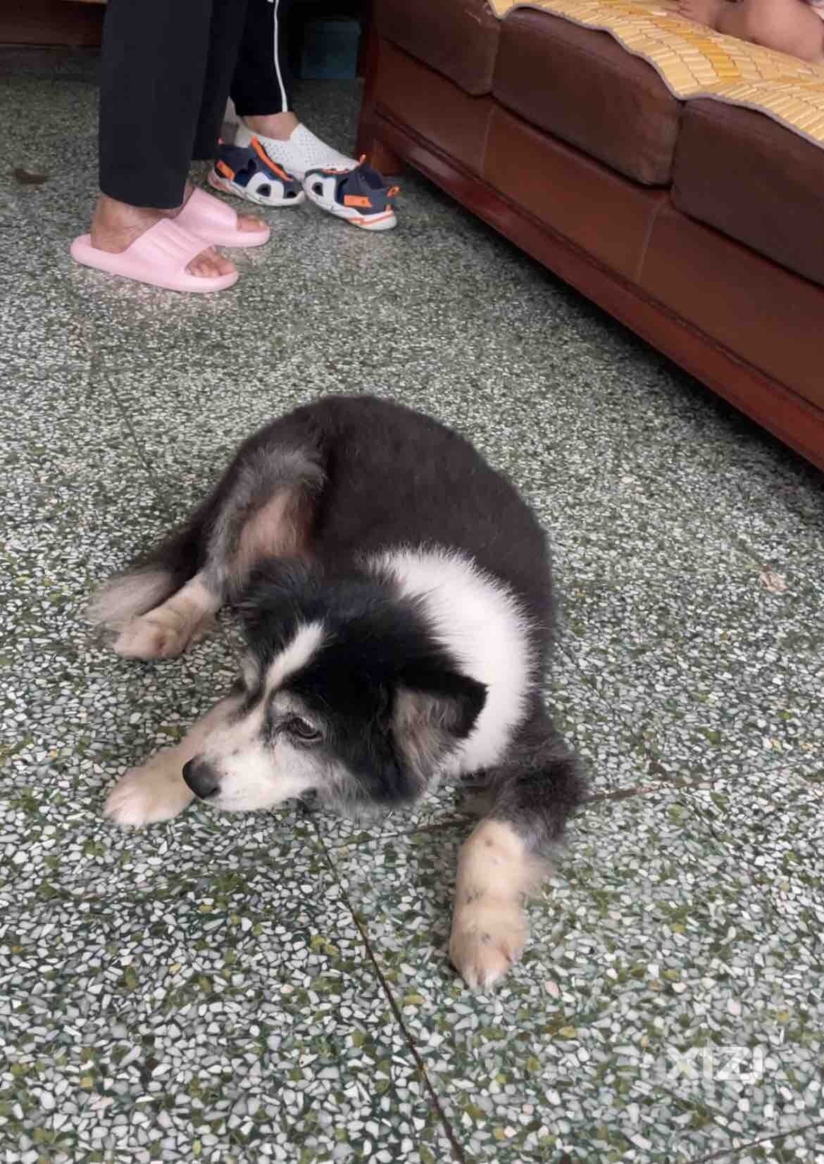 寻狗启示