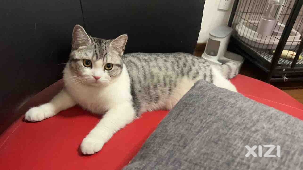 起司猫求领养（只求一个好家庭）