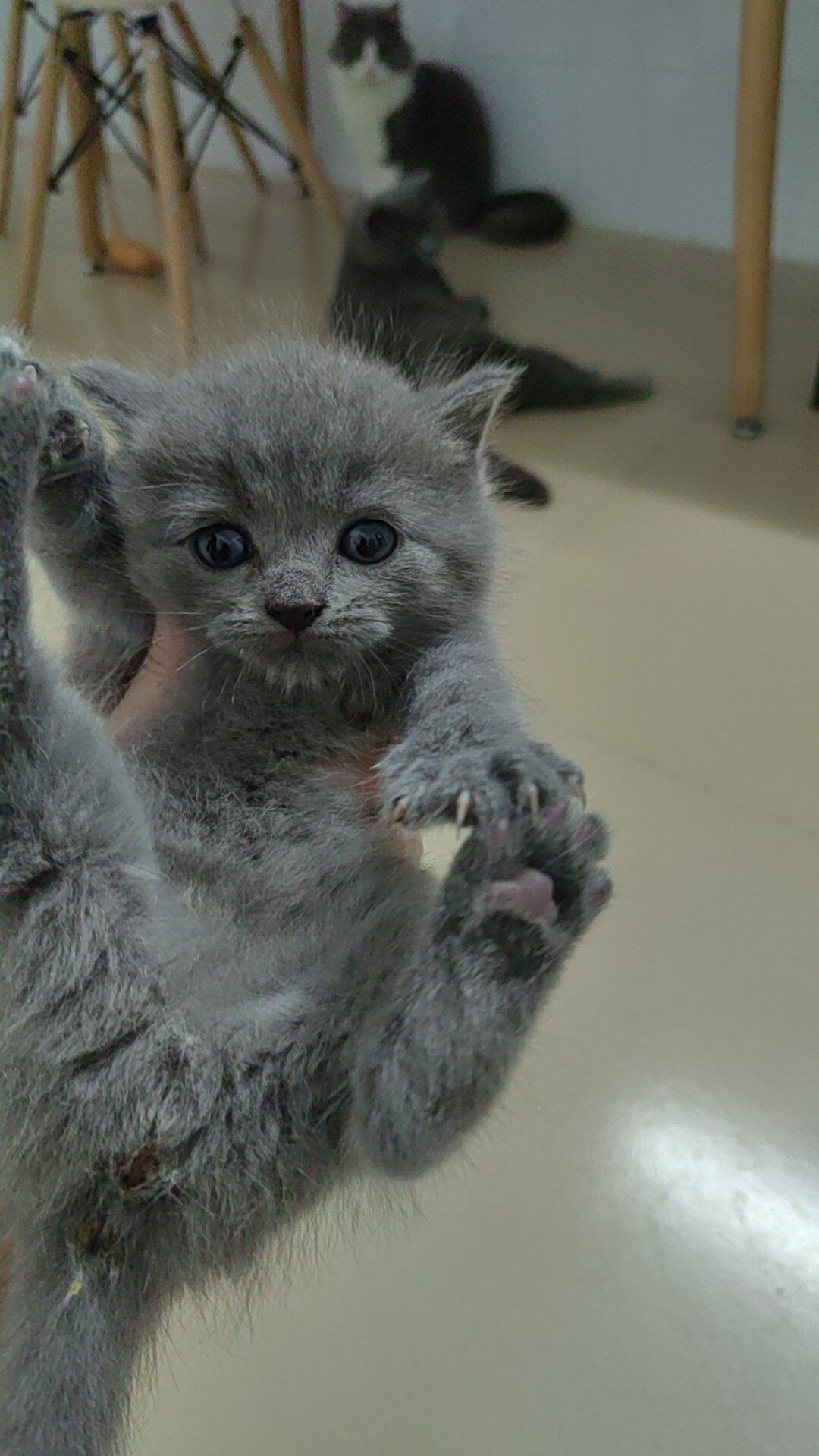 出售自家蓝猫
