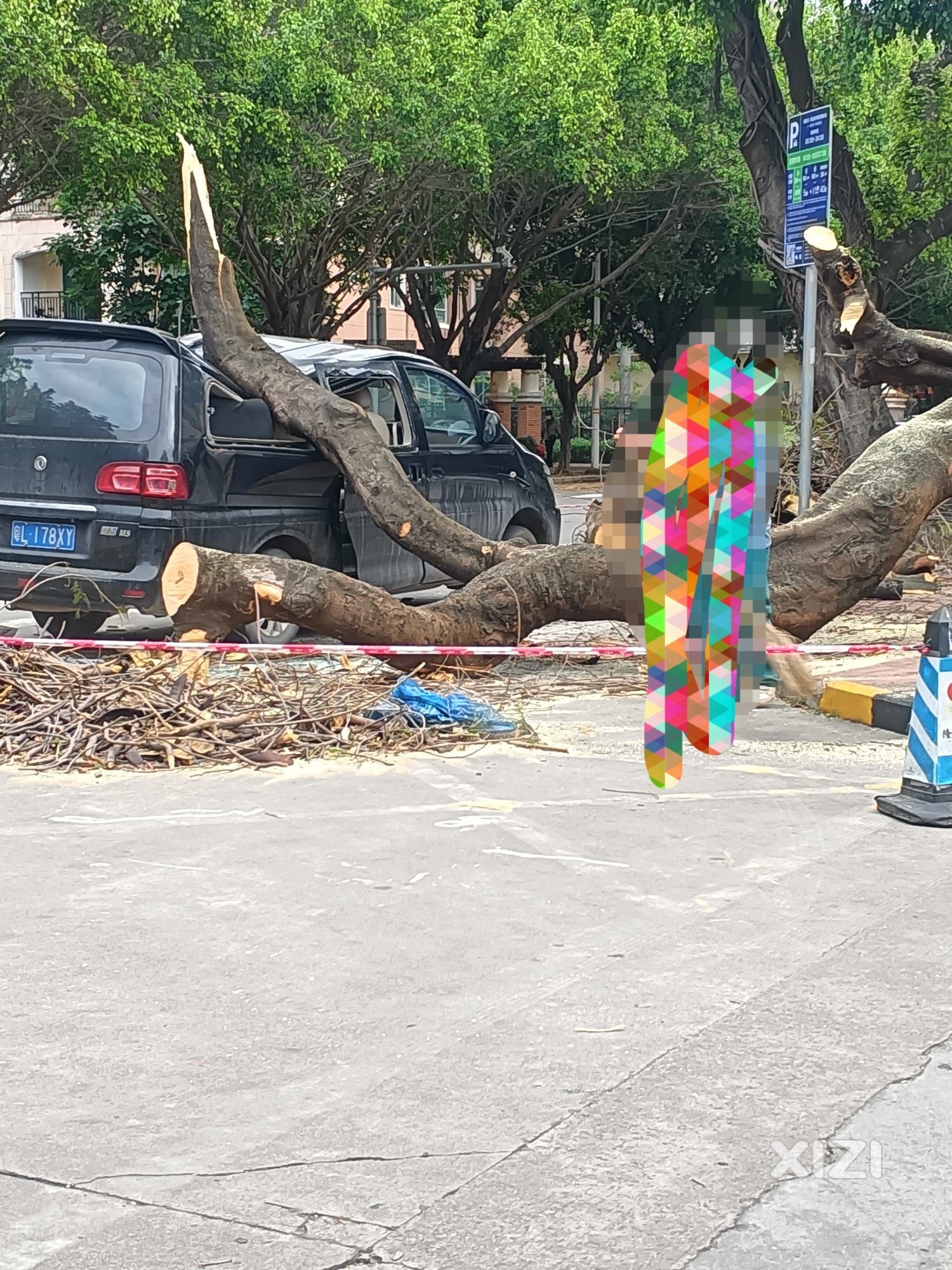 小区门口树倒了！砸到