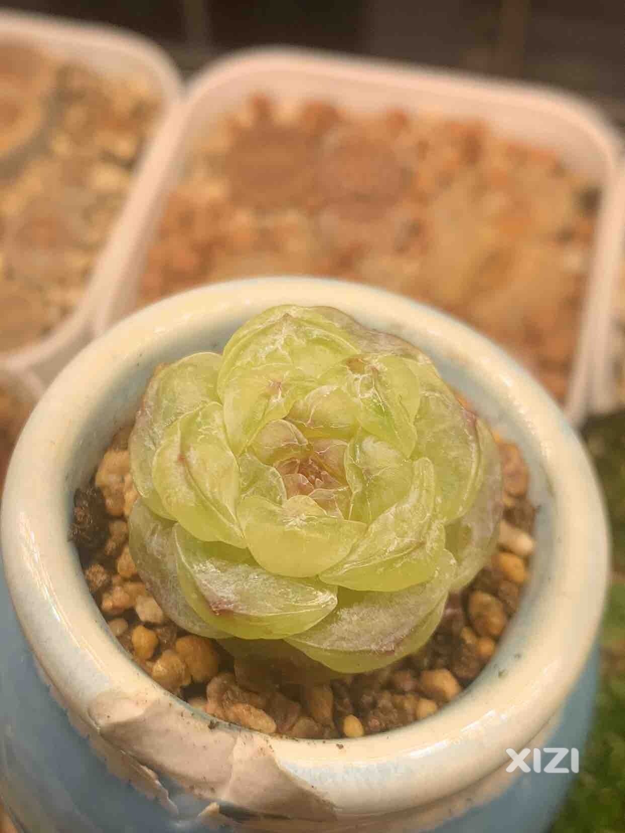 约莫我找到真爱了
