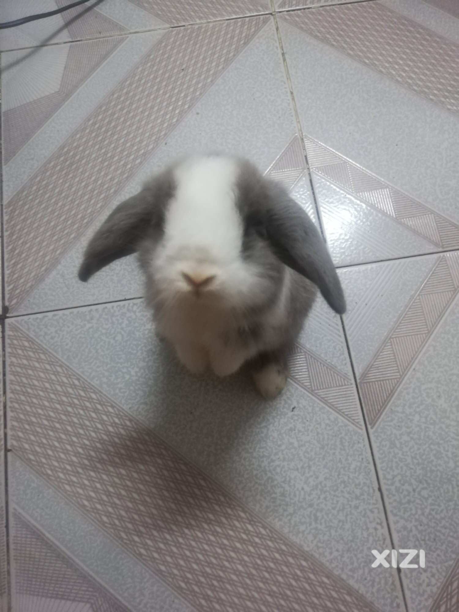 有喜欢养兔子的吗？