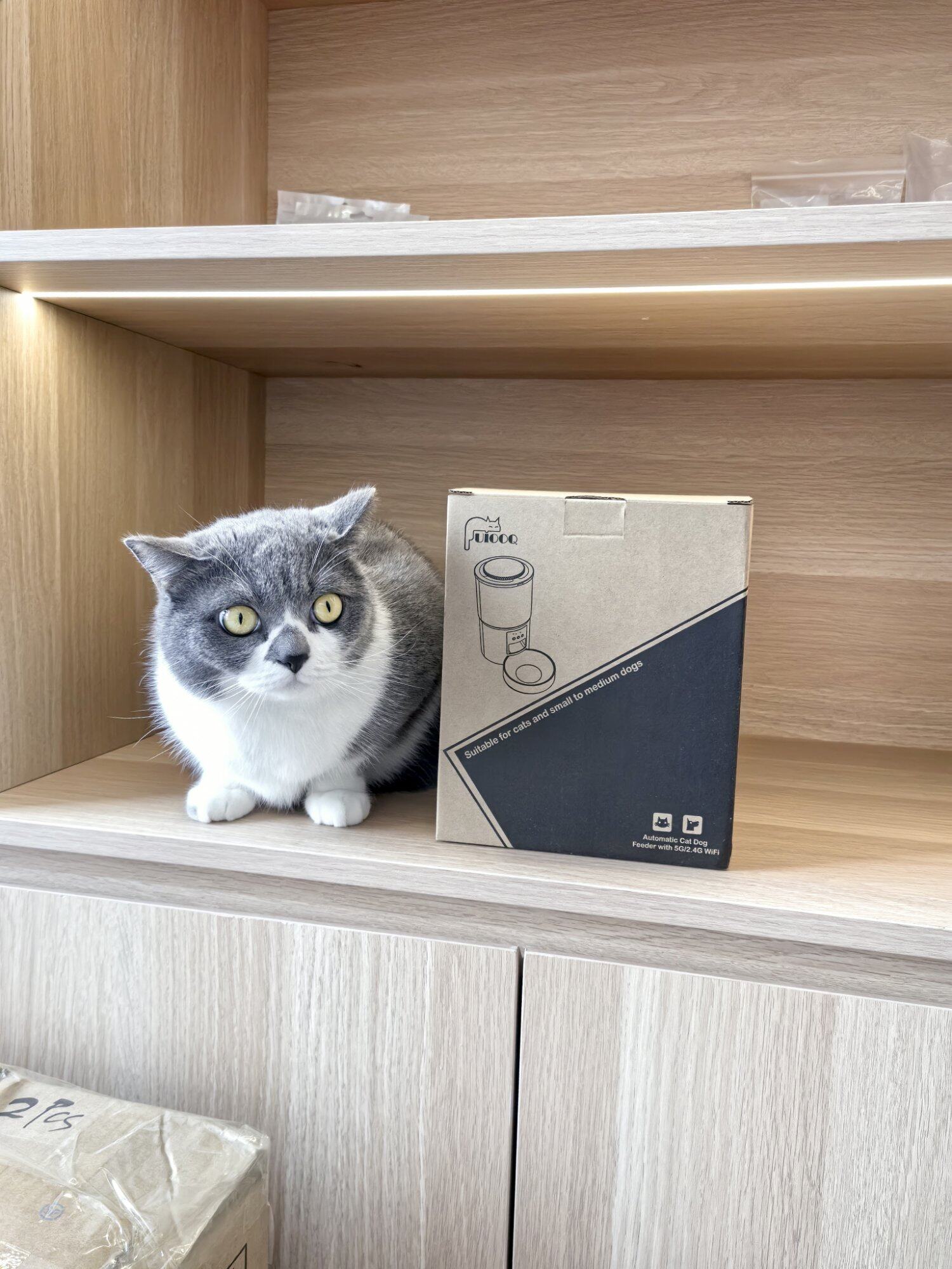 猫咪送人