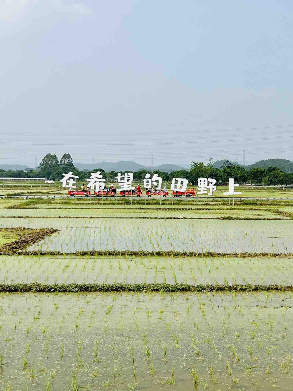 在希望的田野上