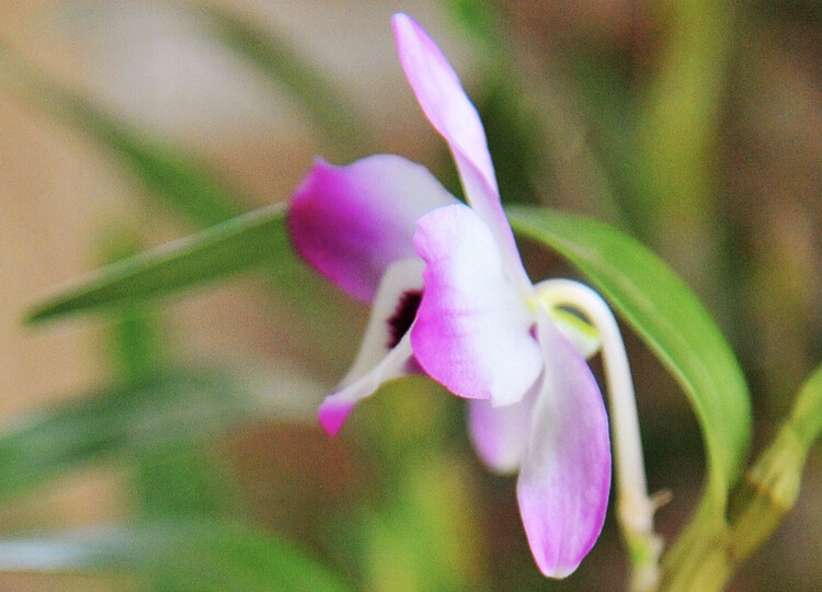 家中石斛花开