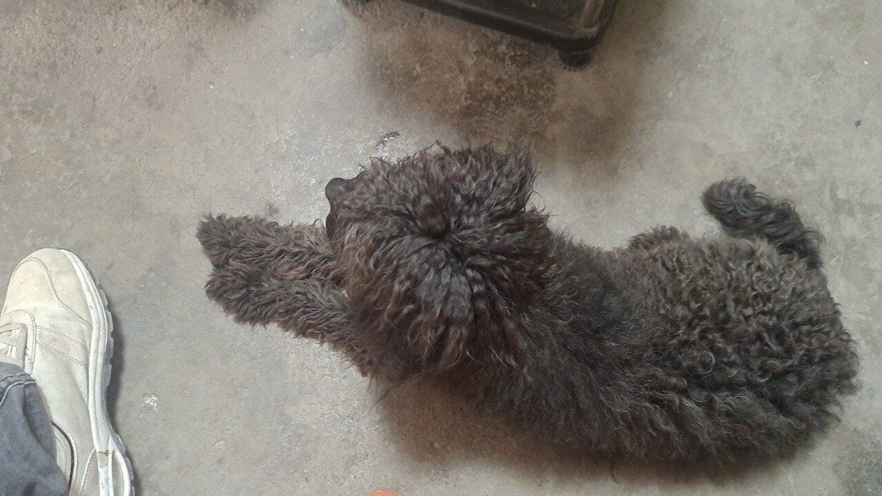 谁家的丢了狗狗狗狗仔
