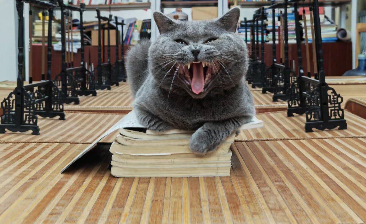 蓝猫领养
