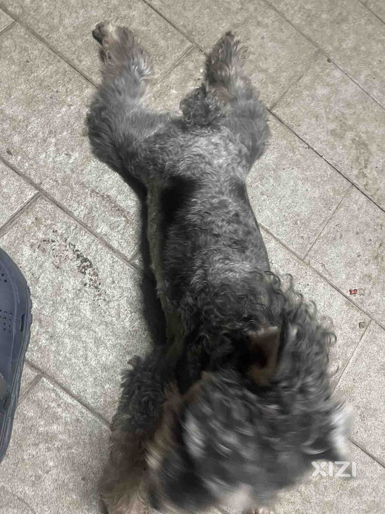 谁家的狗狗丢了