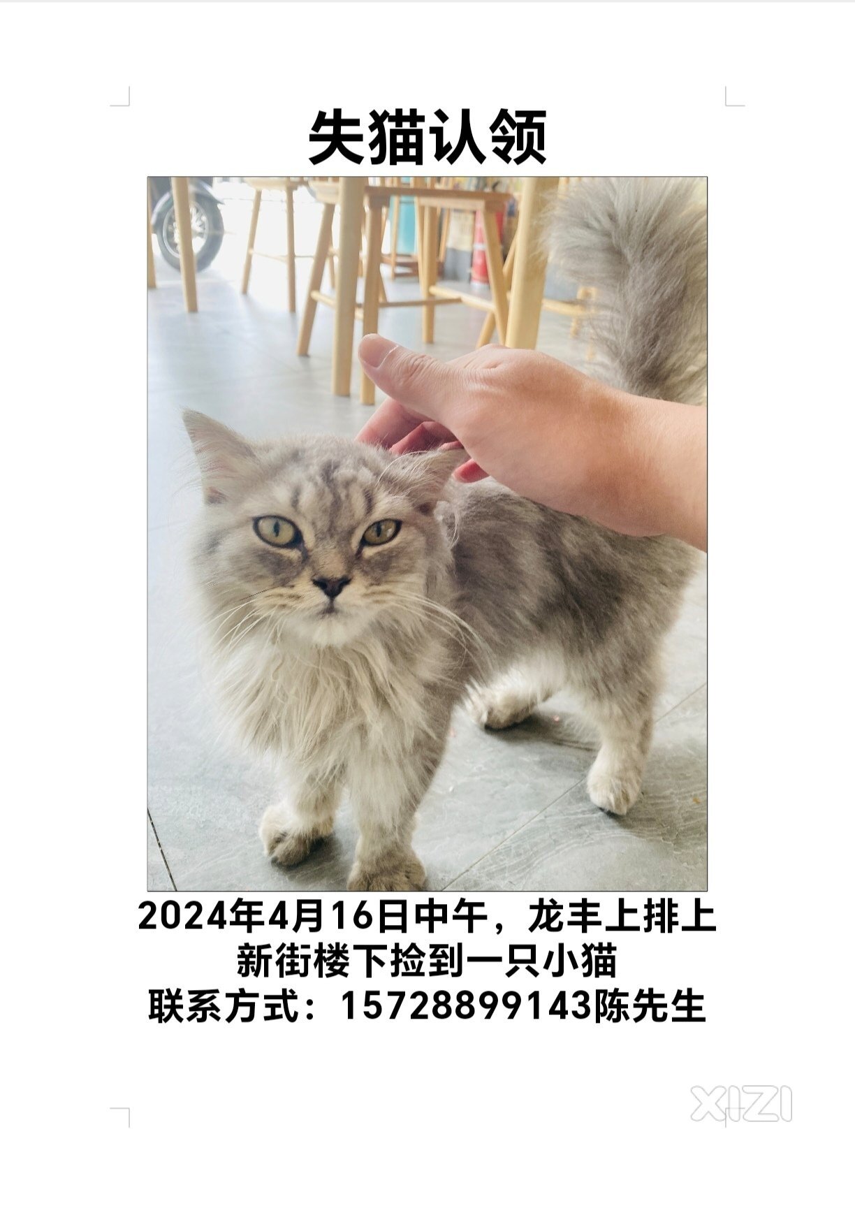 失猫认领