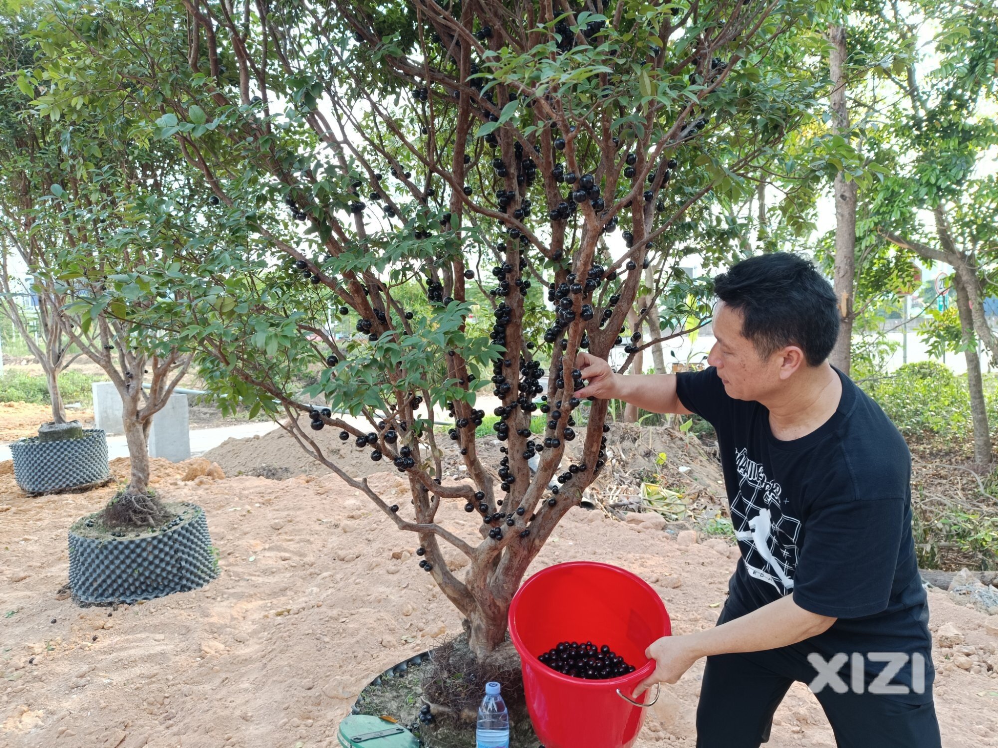 惠州柠檬树花木场好果园好欢乐多多