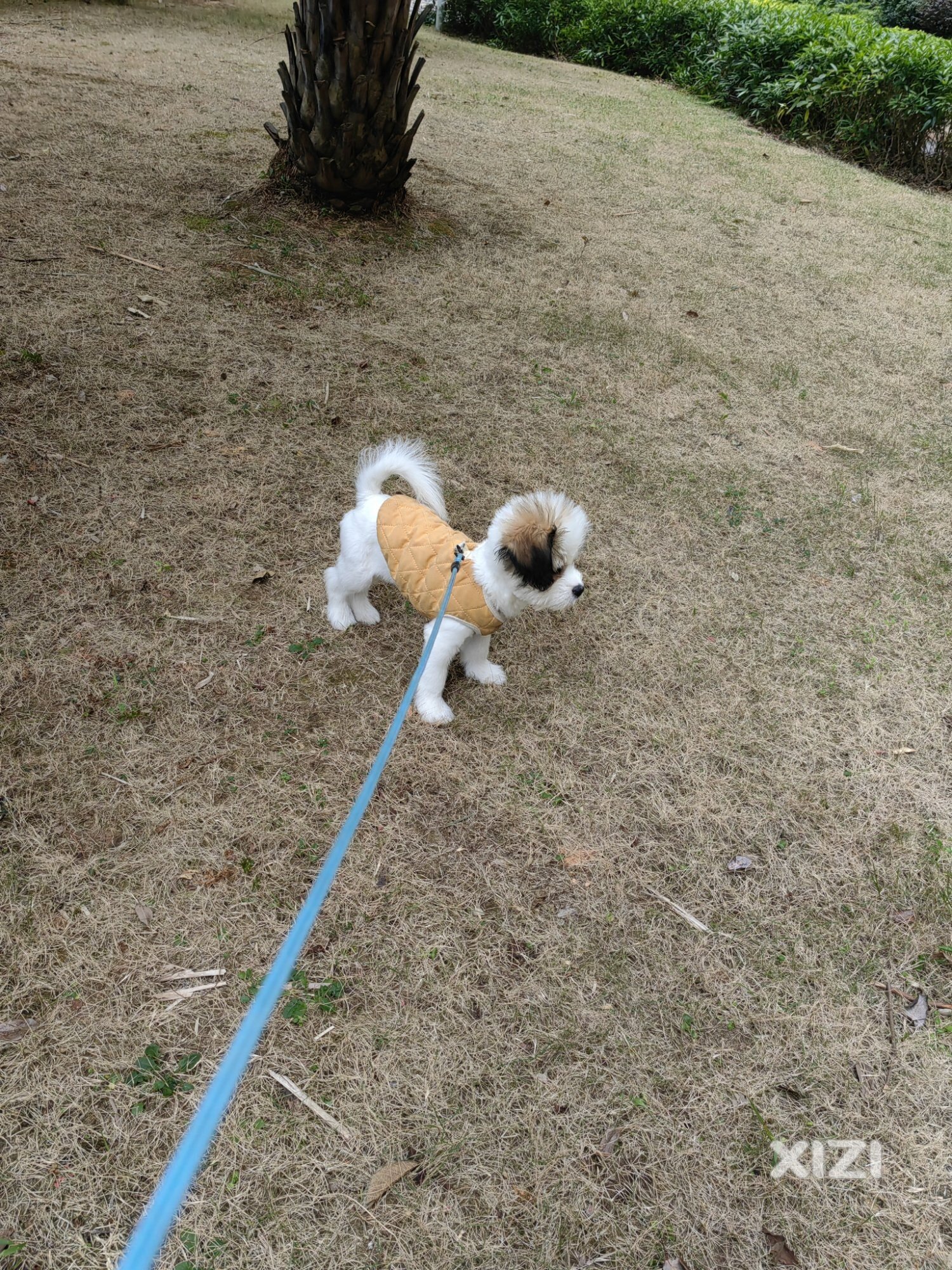 领养宠物狗
