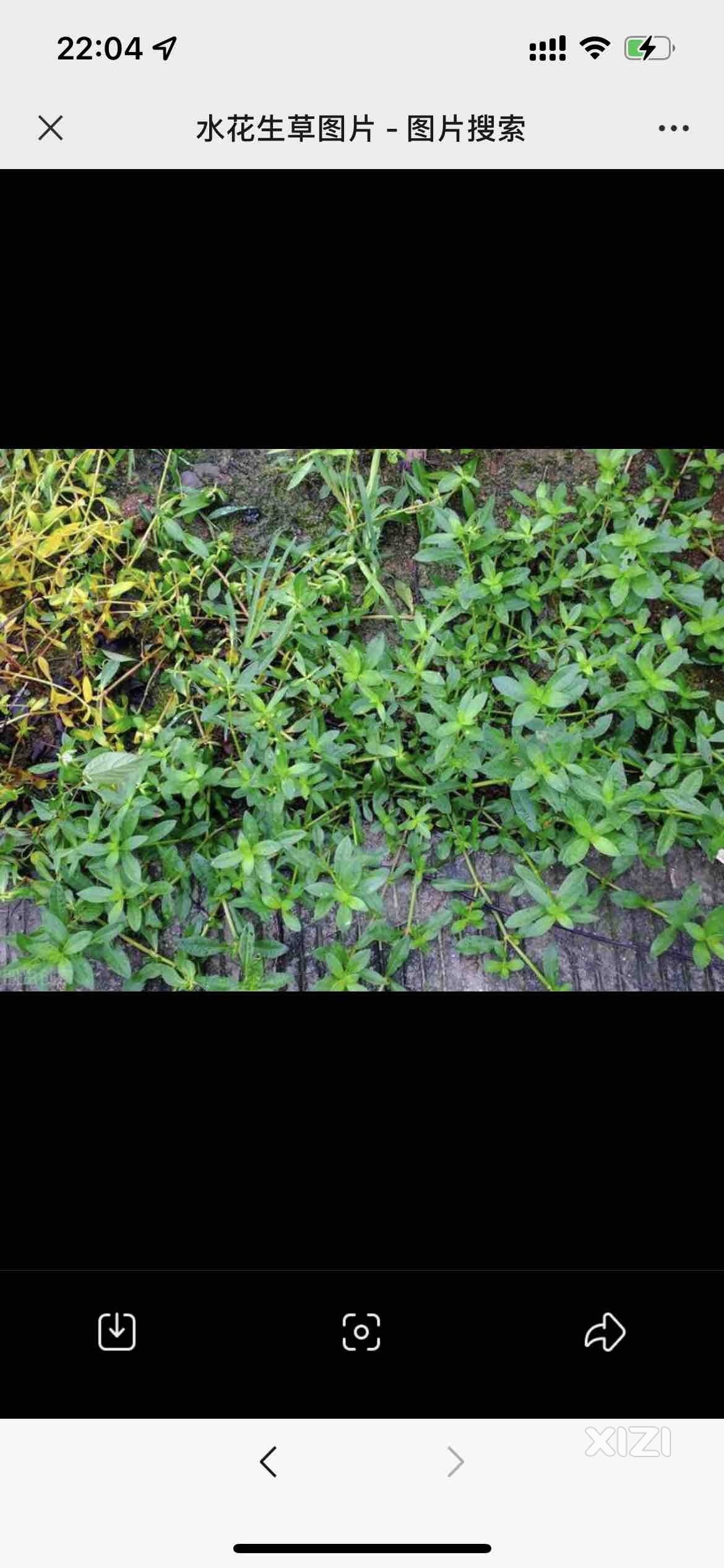惠州惠城区哪里有这种水花生的草？？？？
