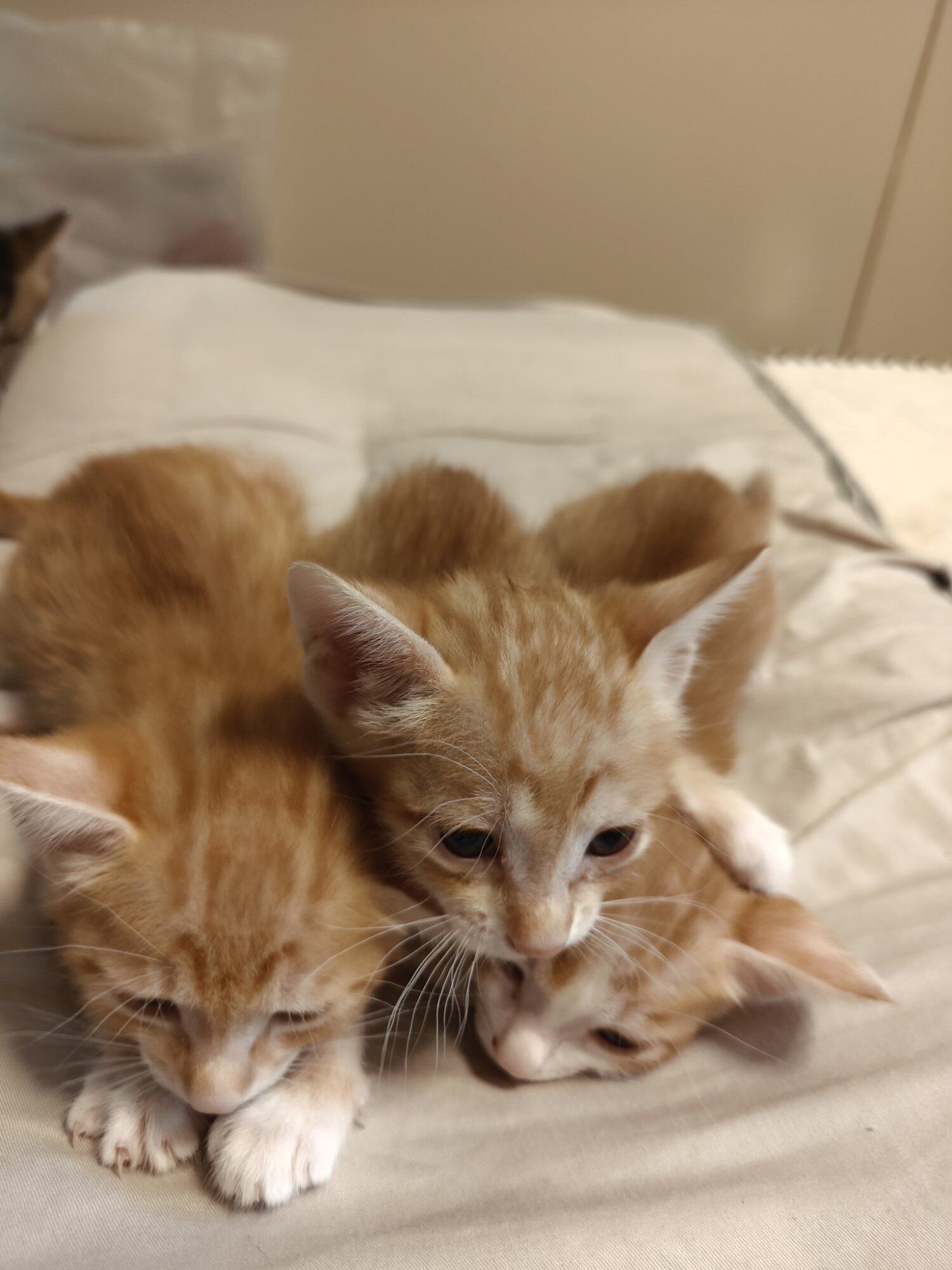 出月小奶猫好可爱，会