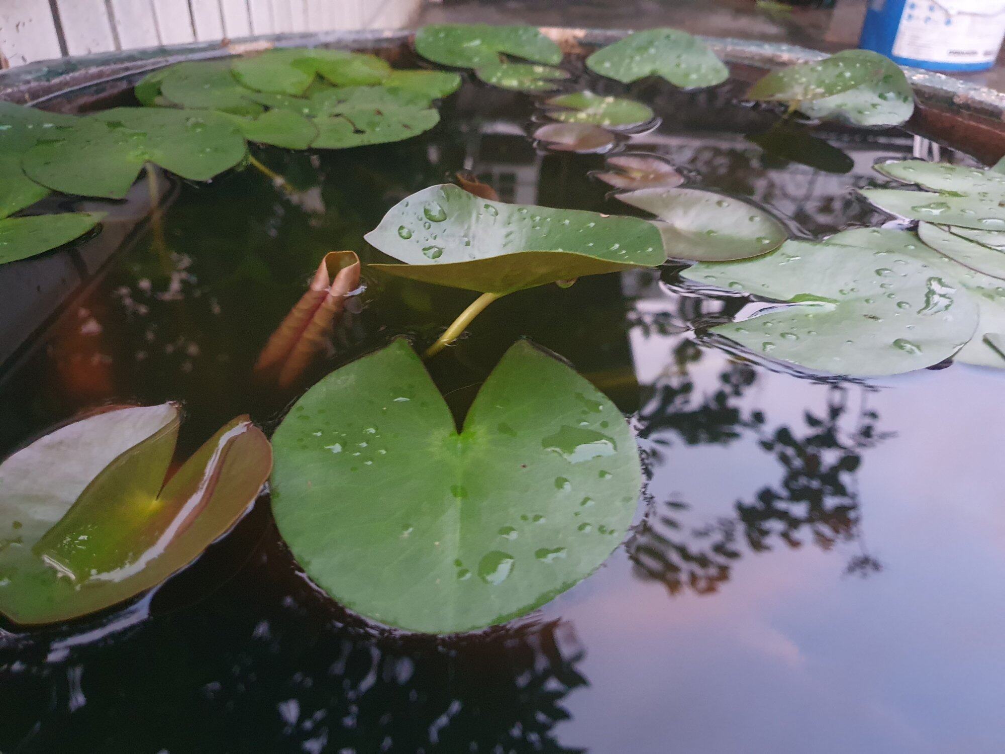 雨天