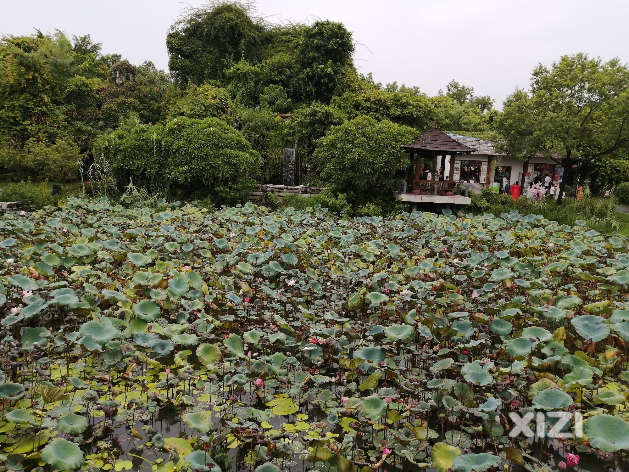 雨中重游惠州丰渚园