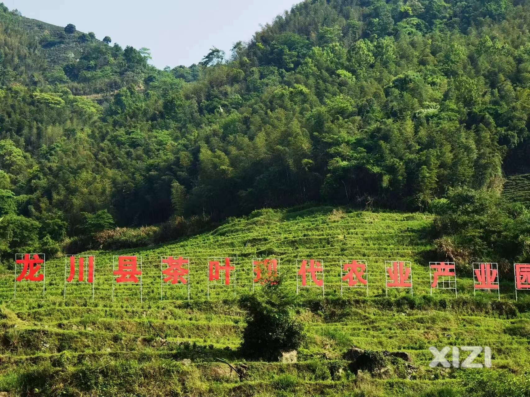 茶旅融合促发展，广东龙川义都谱写“百千万工程”新茶经