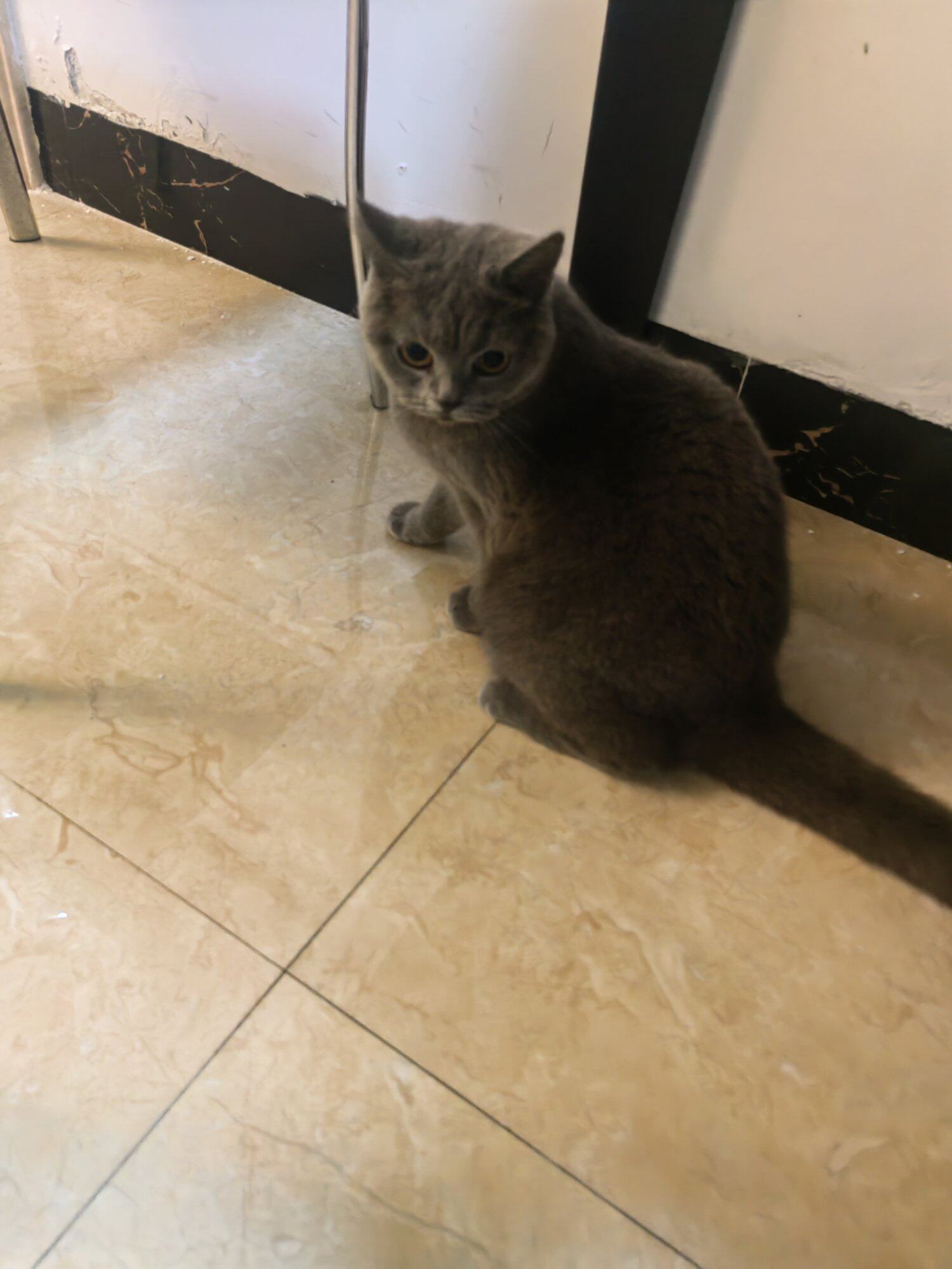 自家家养蓝猫，红包领养。