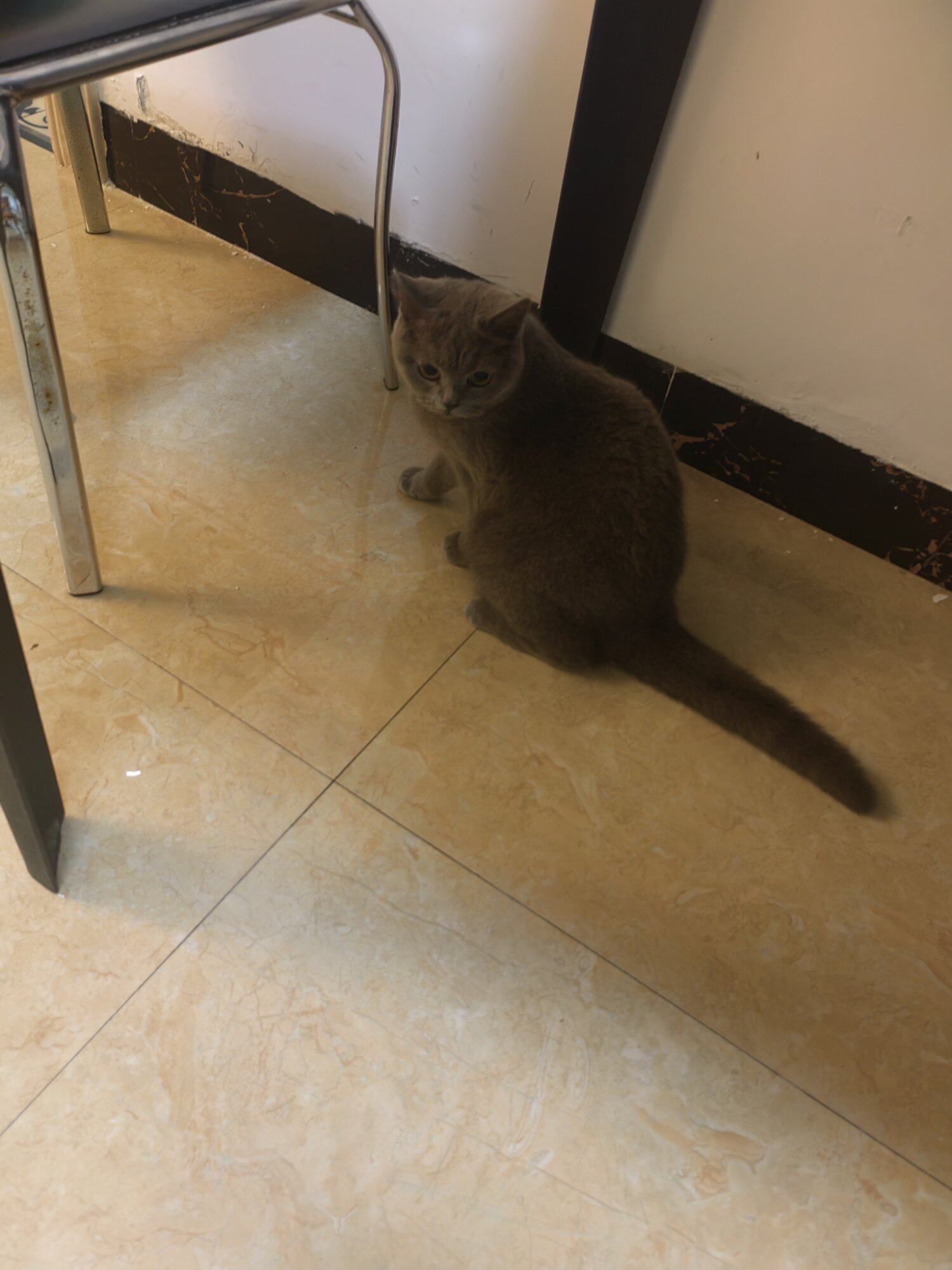 自家家养蓝猫，红包领