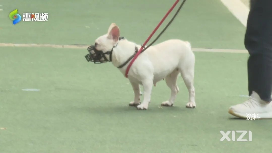 《惠州市养犬管理条例》正式出台 犬只伤人需先救助垫付