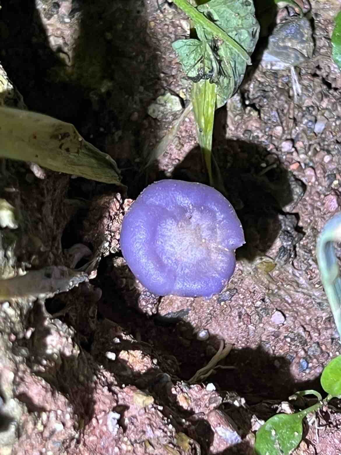 连续的雨天滋养万物生