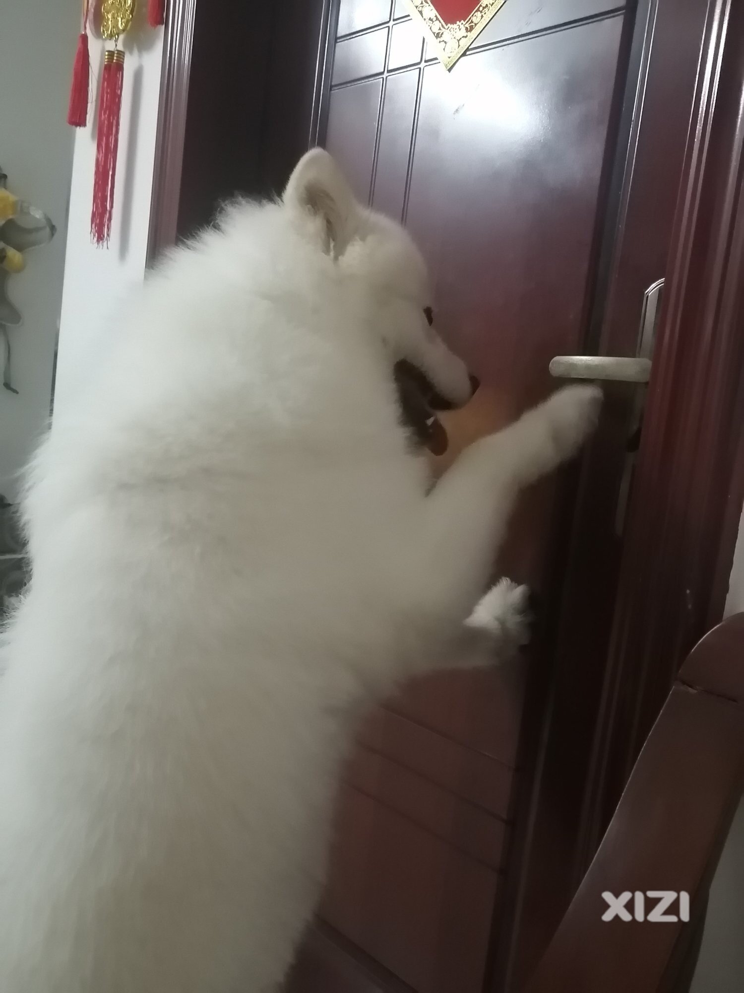 会开门的狗