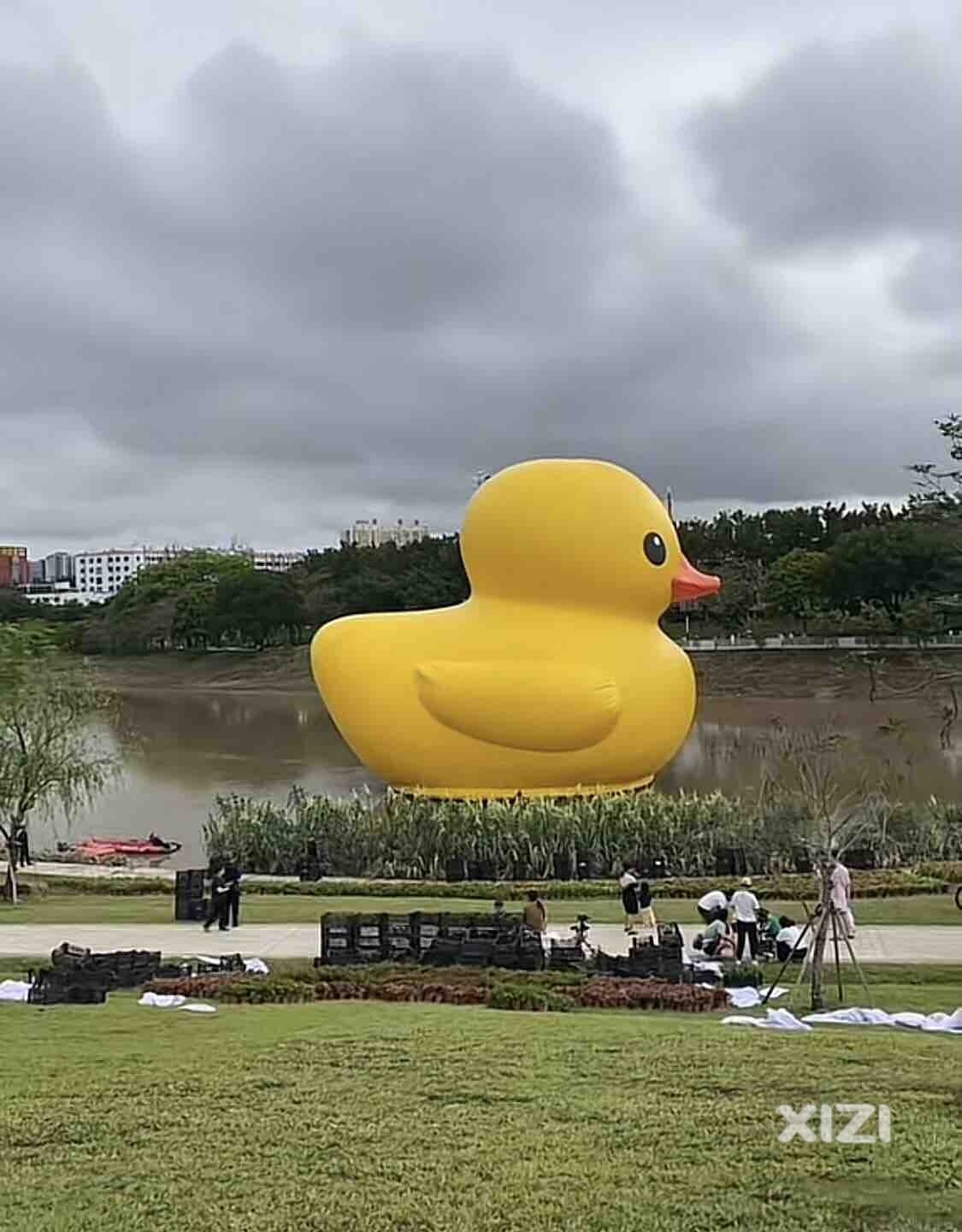 惠阳淡水河大黄鸭