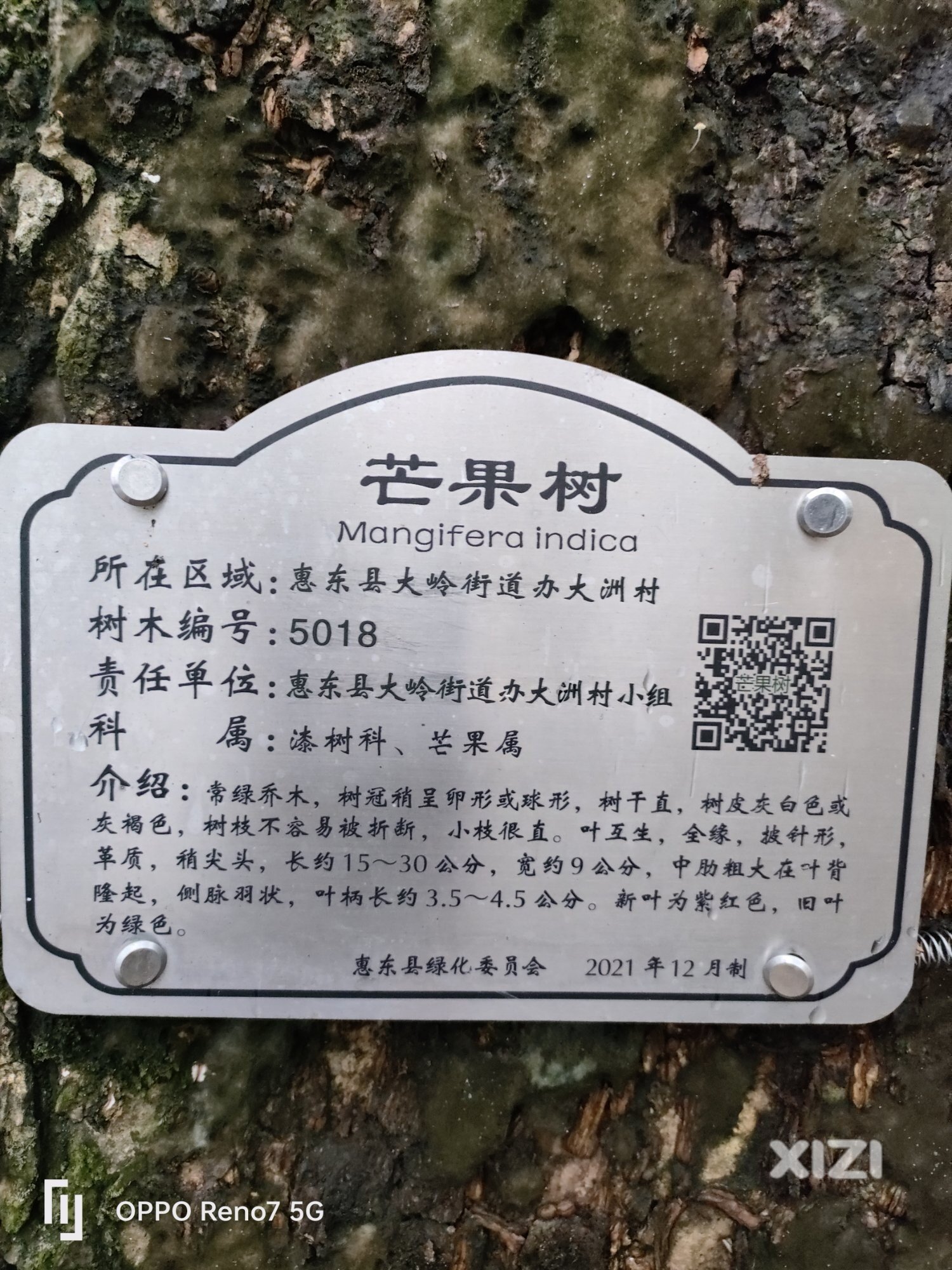 惠东名贵水果大洲芒果