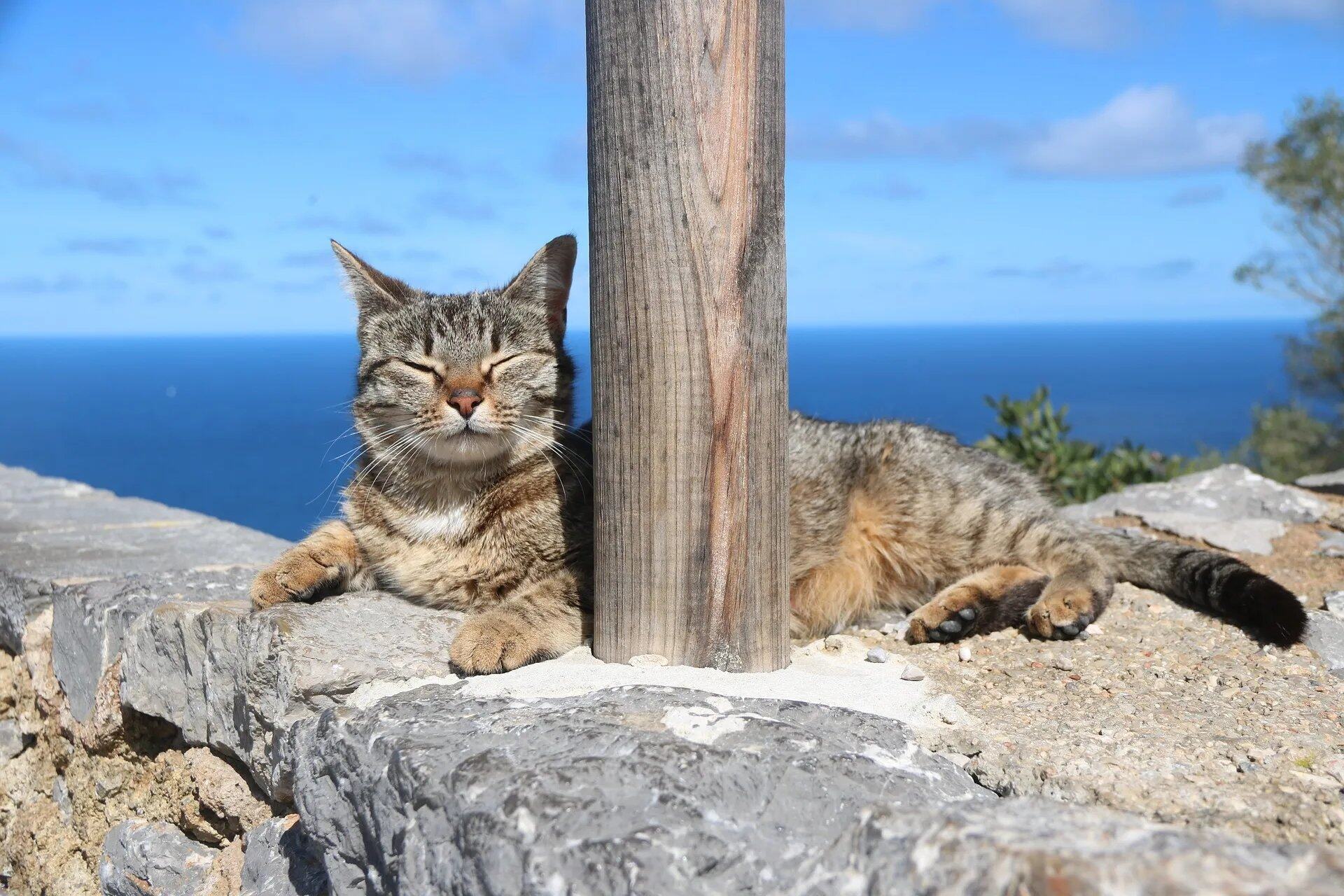幸福的猫