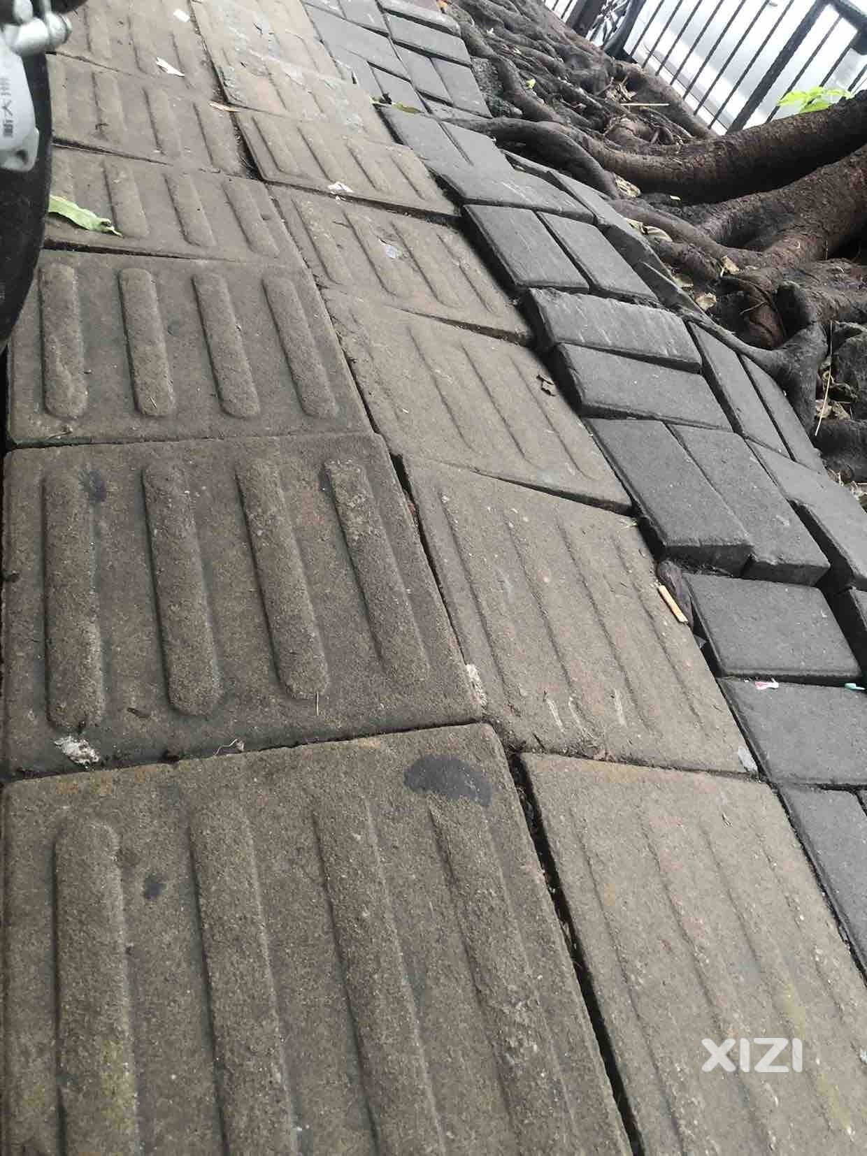 大榕树把下面的路都拱起来了。