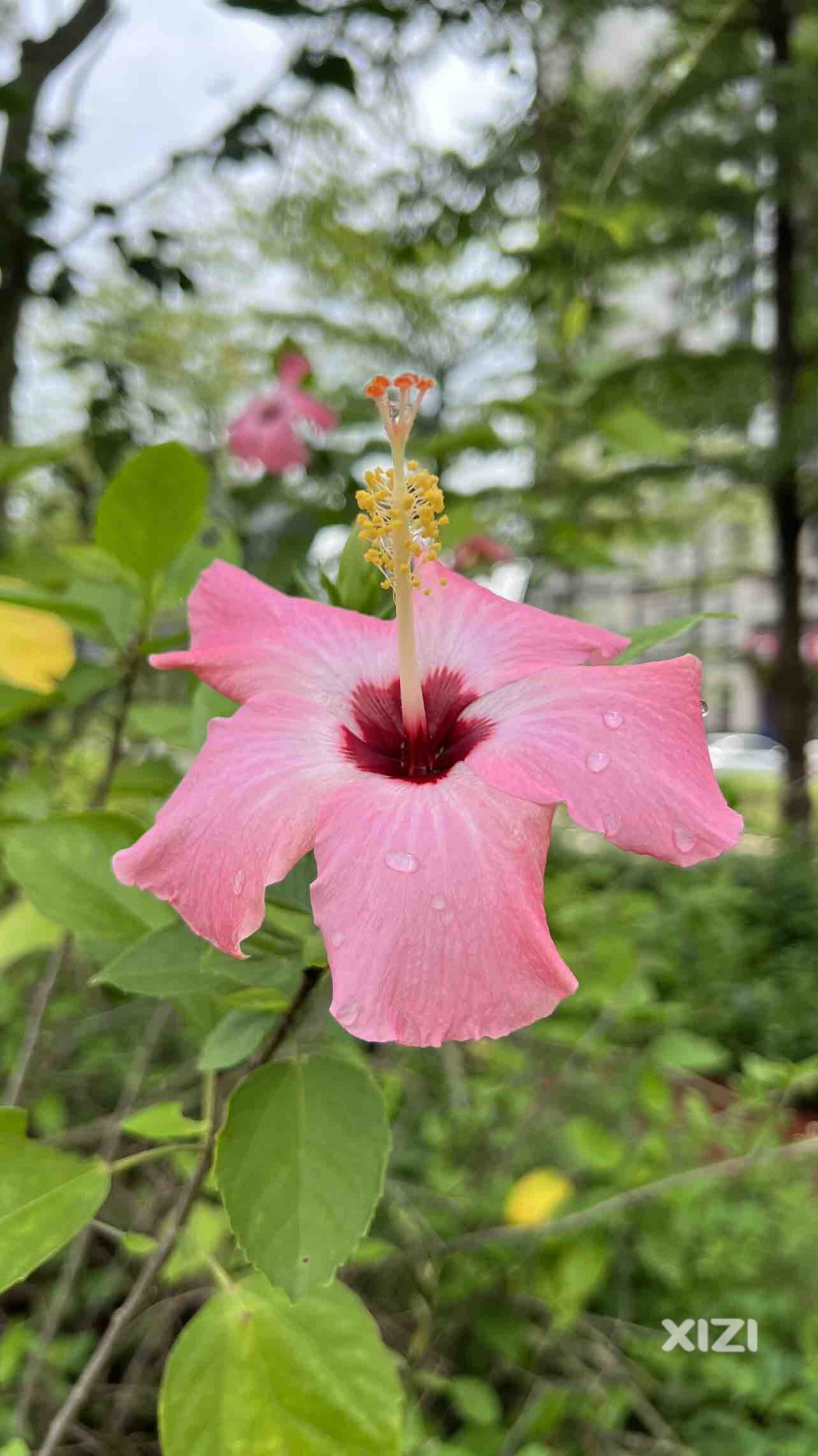 雨后新绿
