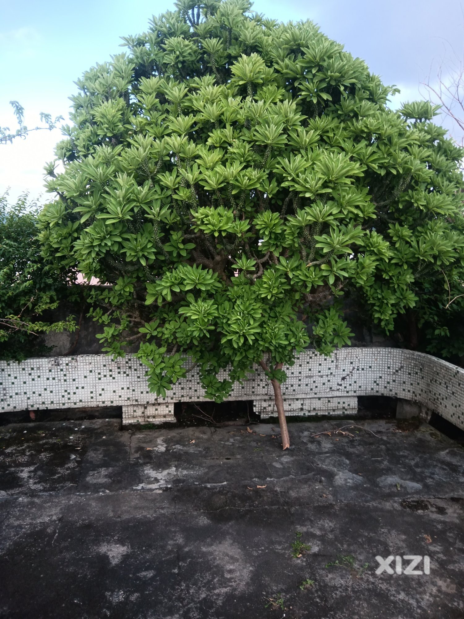 仙人掌风水树