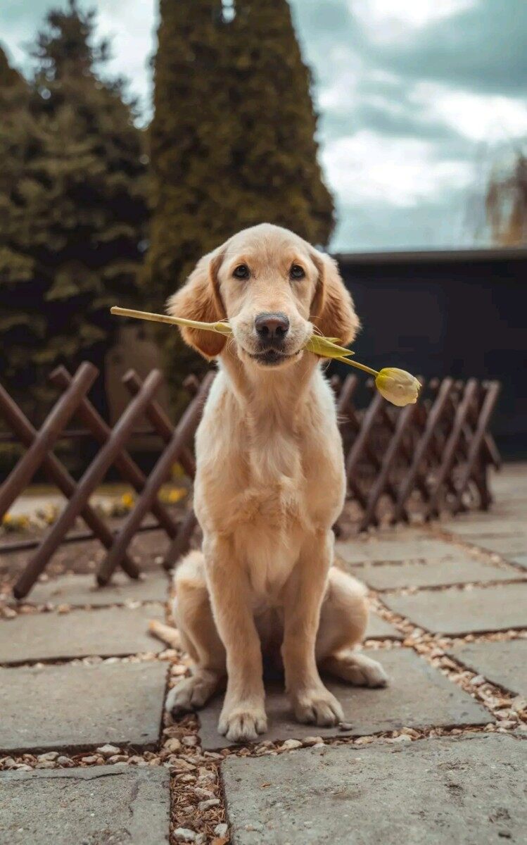玫瑰一束花
