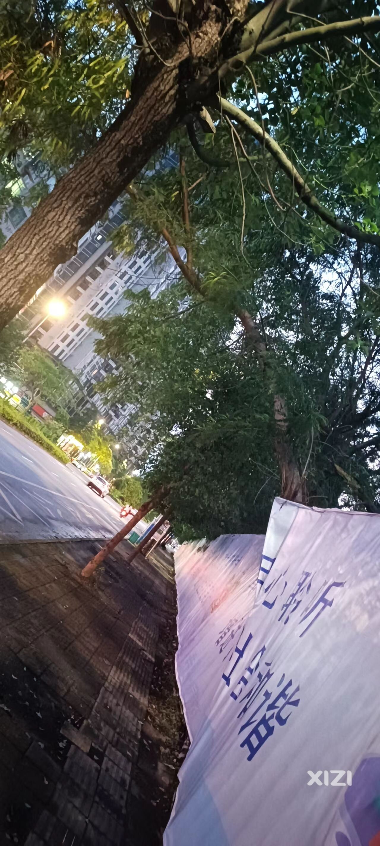 树木倾倒，存在安全隐患