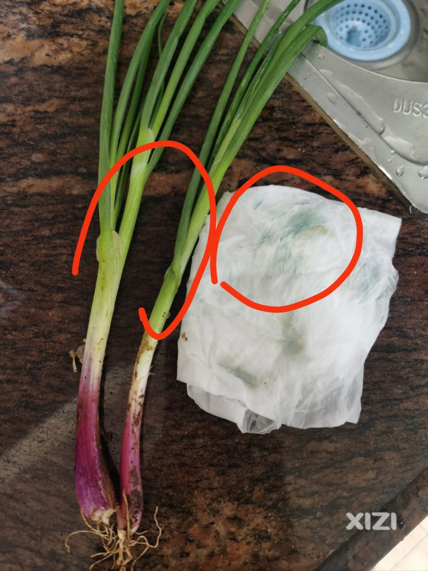 市场上买的香葱颜值高