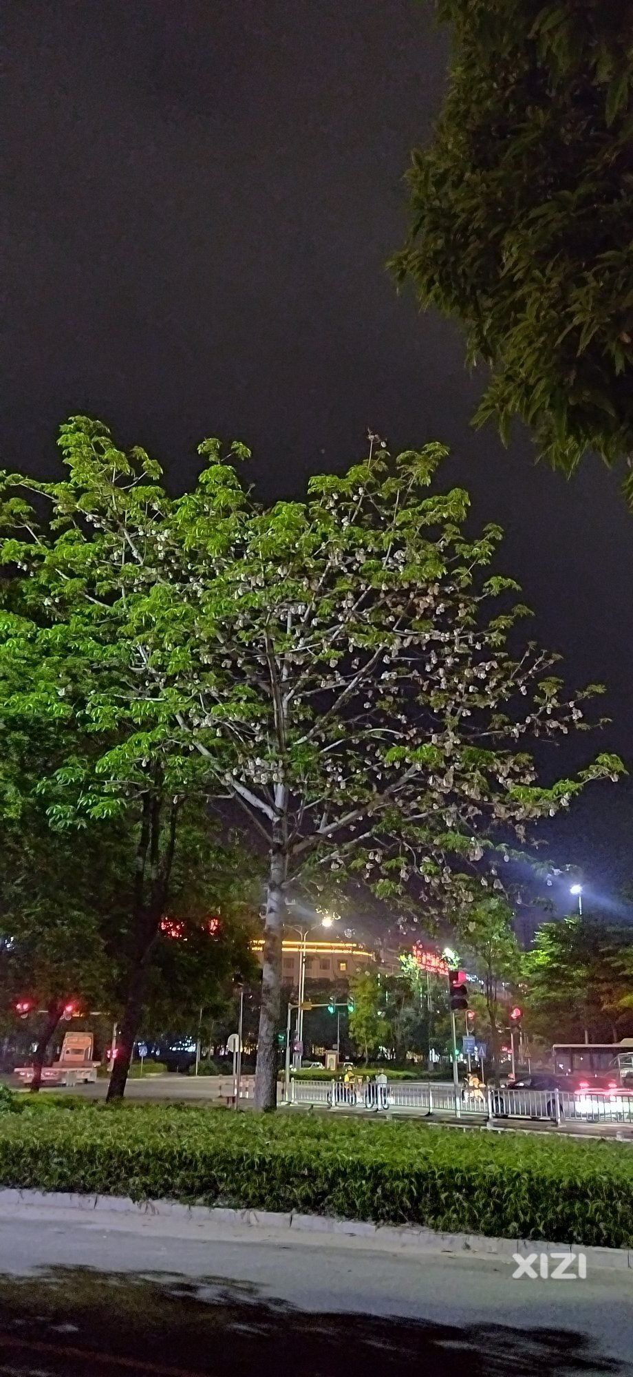 惠东木棉花絮