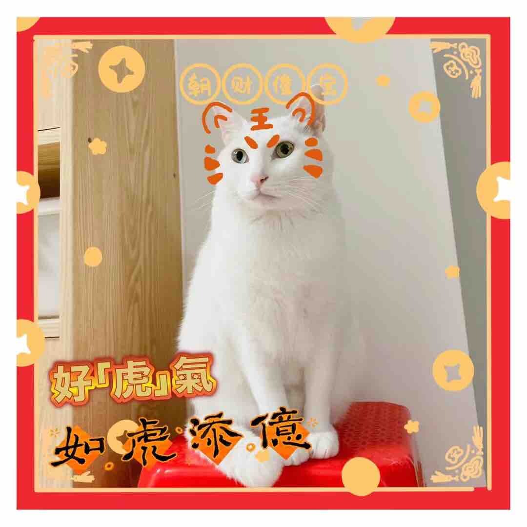会抓老鼠的北猫免费领养