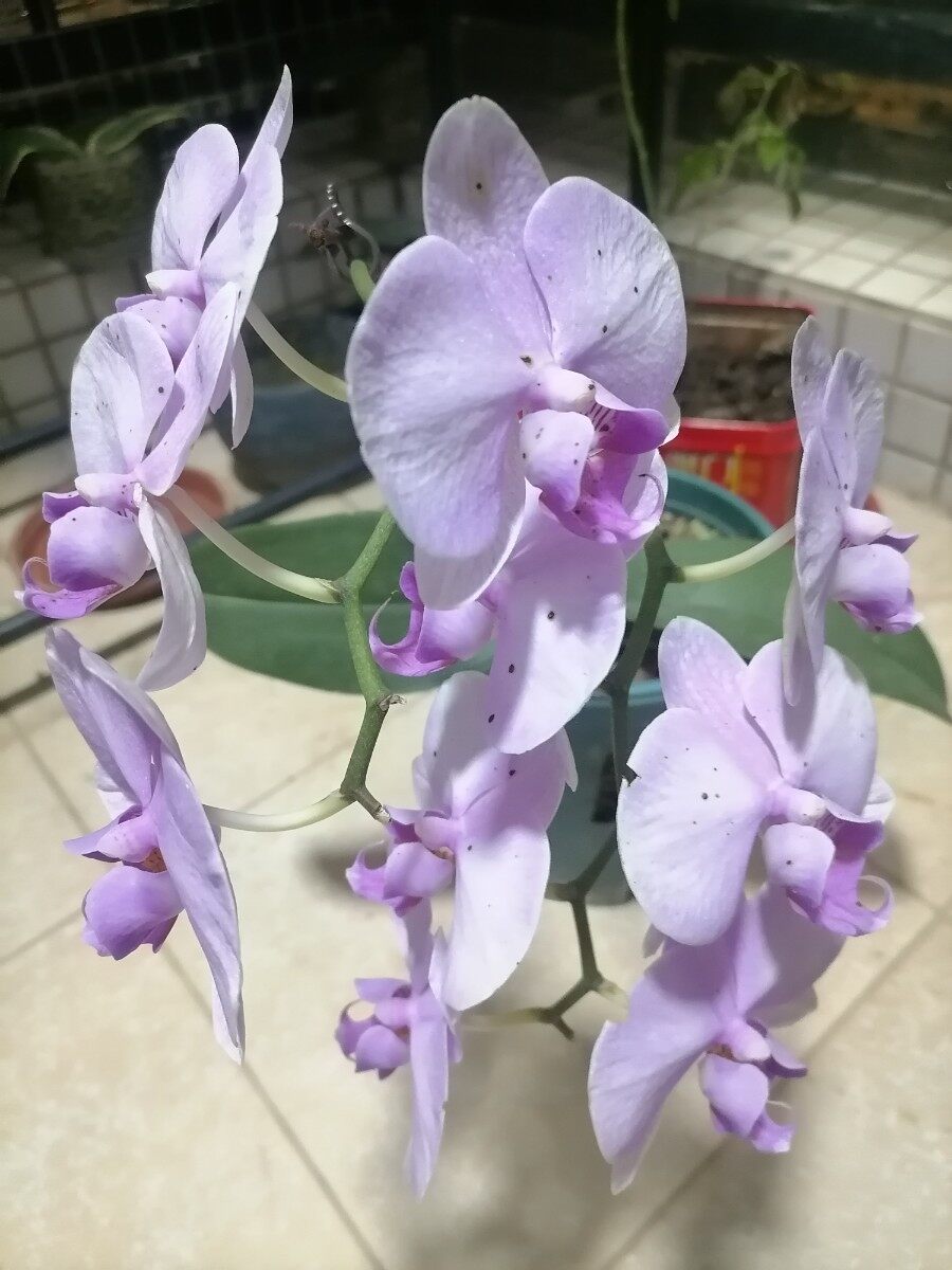 过年开花到现在还没谢，正常吗？