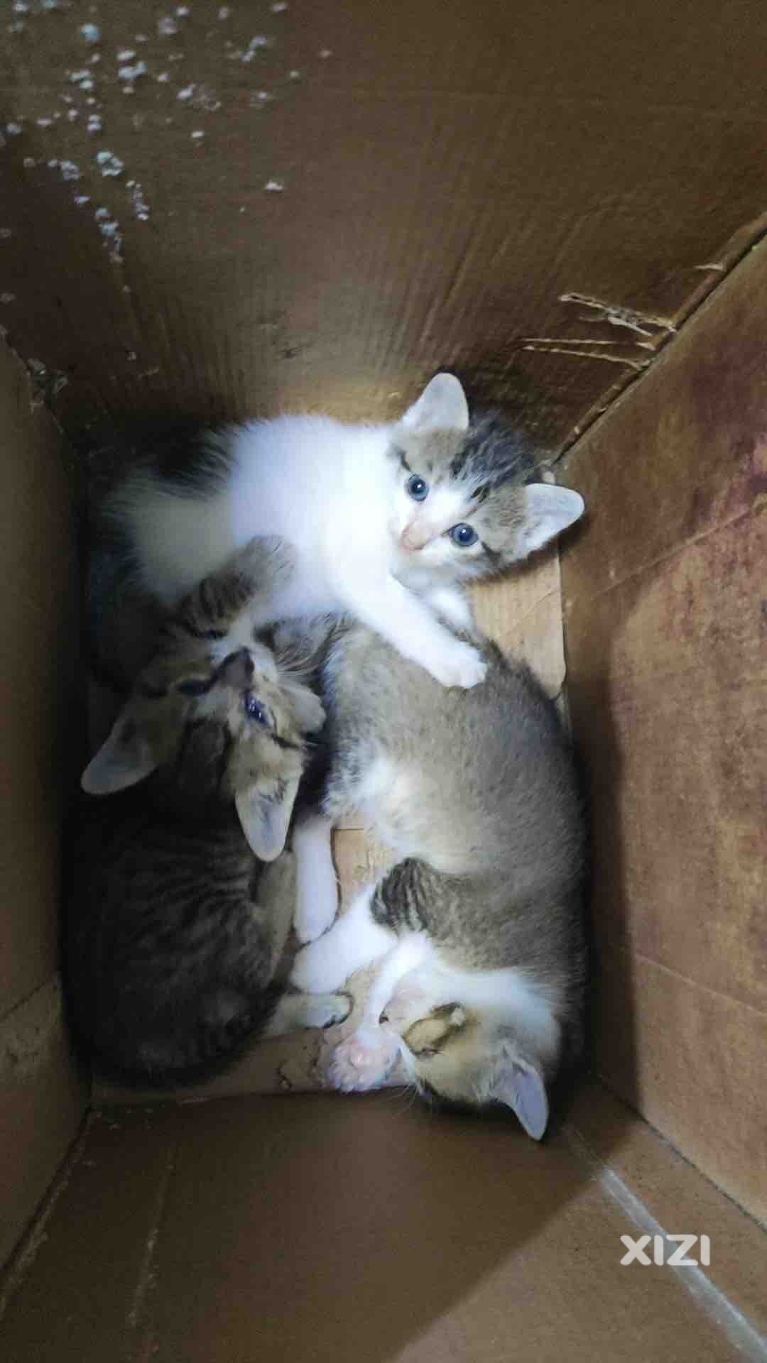 惠州江北小猫找领养