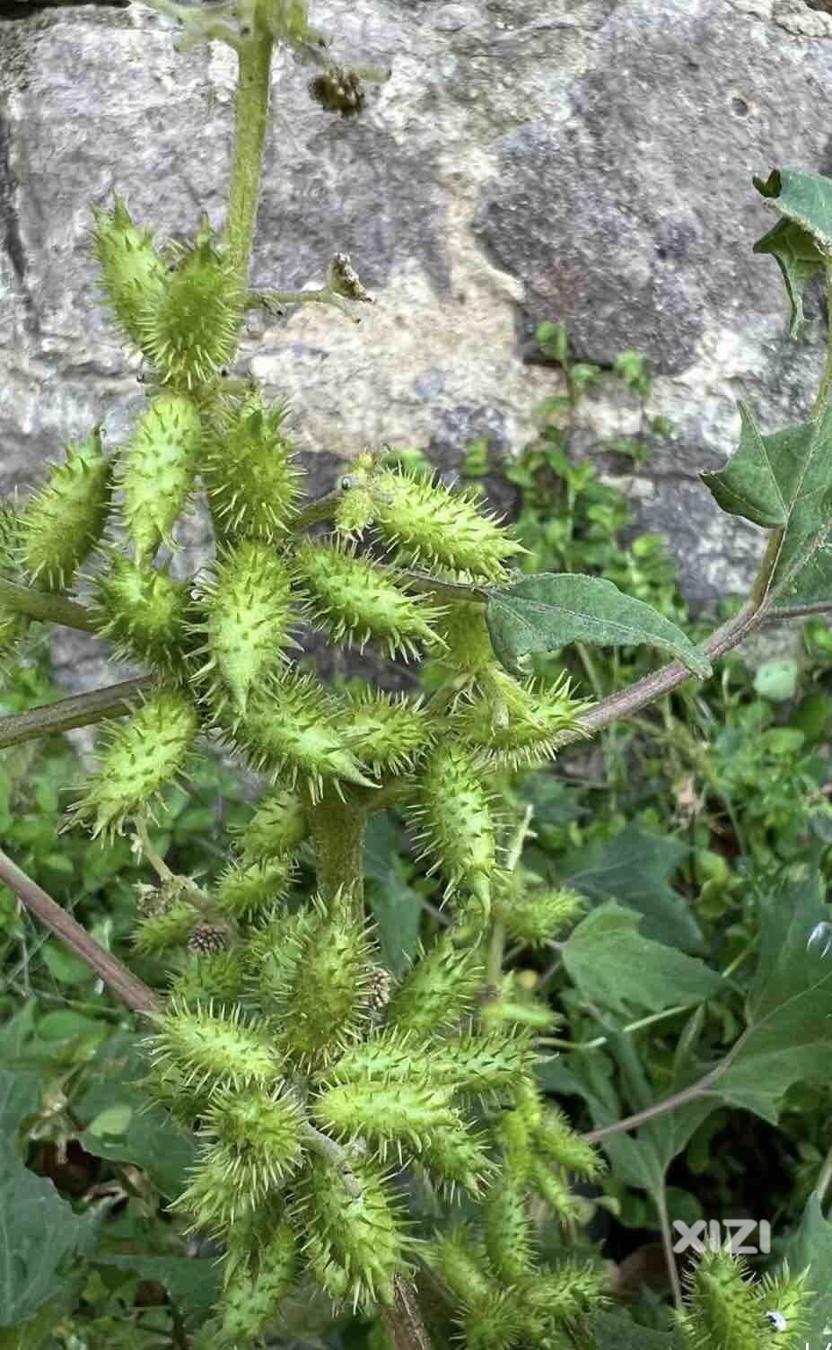 前年种的榴莲，今年终于挂果了，马上可以实现榴莲自由了
