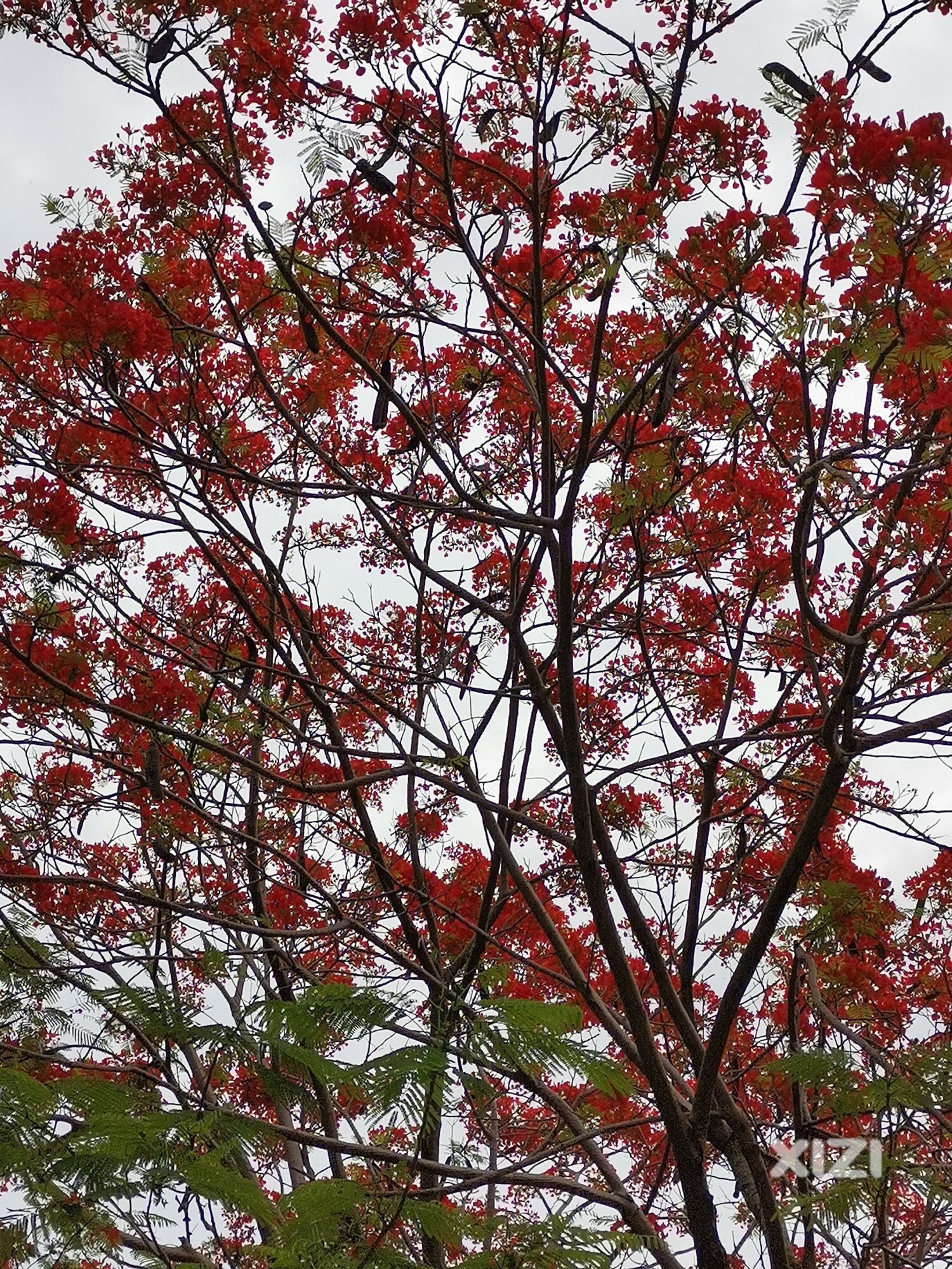 雨停歇了几天，怒放花开！